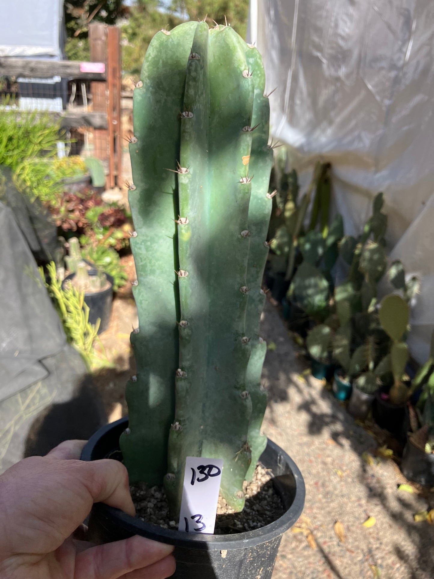 Cereus Peruvianus Night Blooming 13”Tall #130W