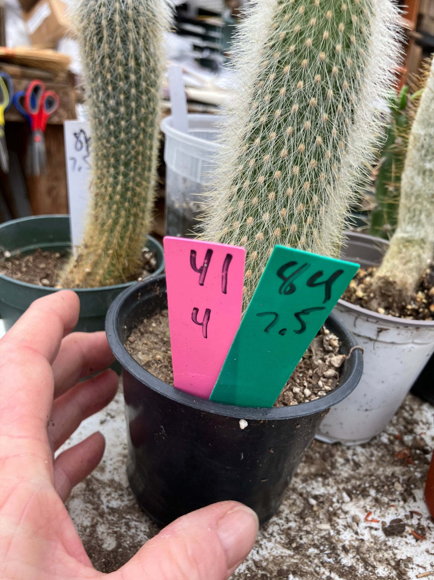 Cleistocactus tupizensis Silver Pole/Torch Cactus 7.5”Tall #84G