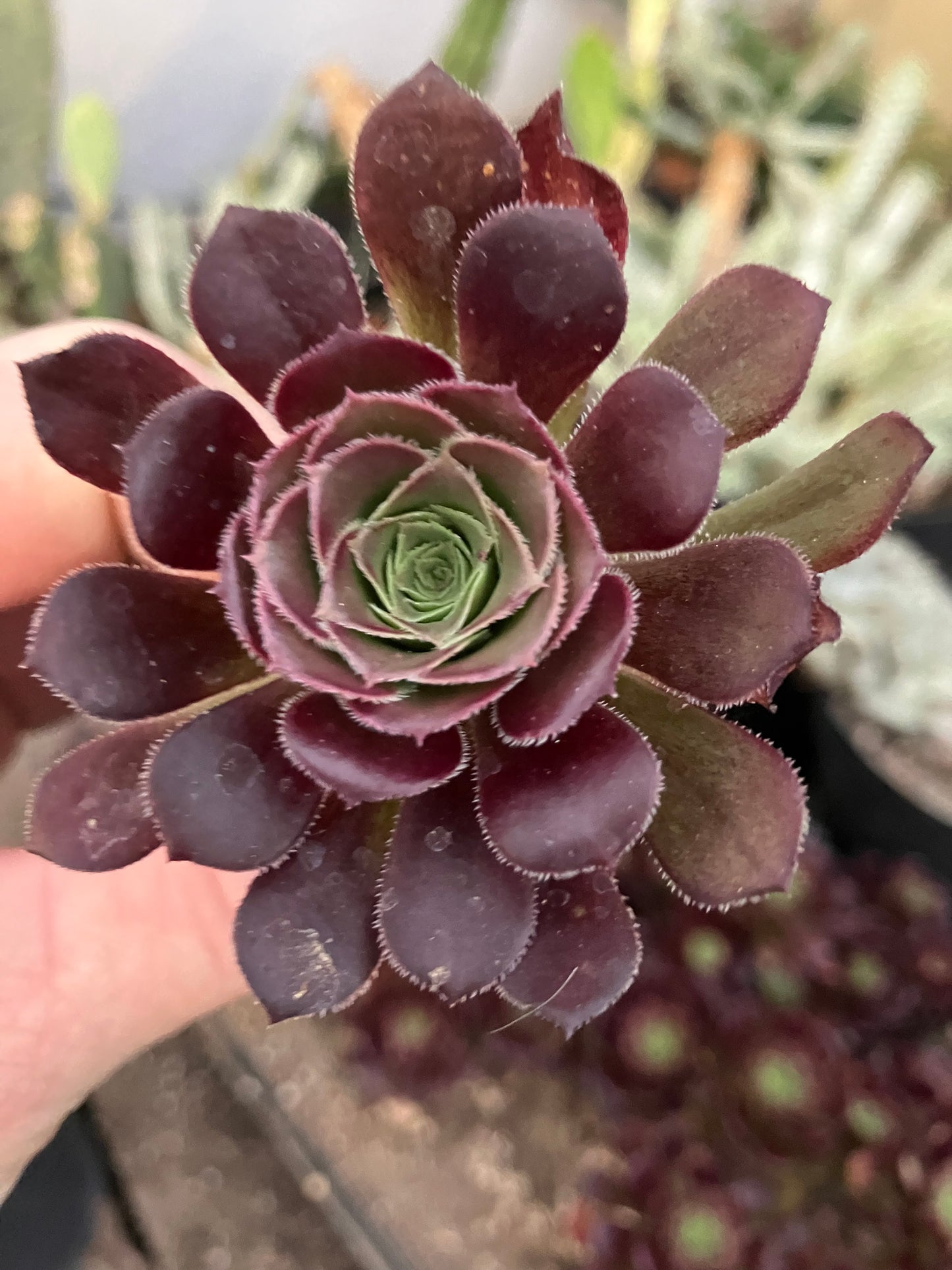 Red Aeoniums "Jack Catlin" Eight (8) Starters 4"-6" Tall Rooted Rosettes