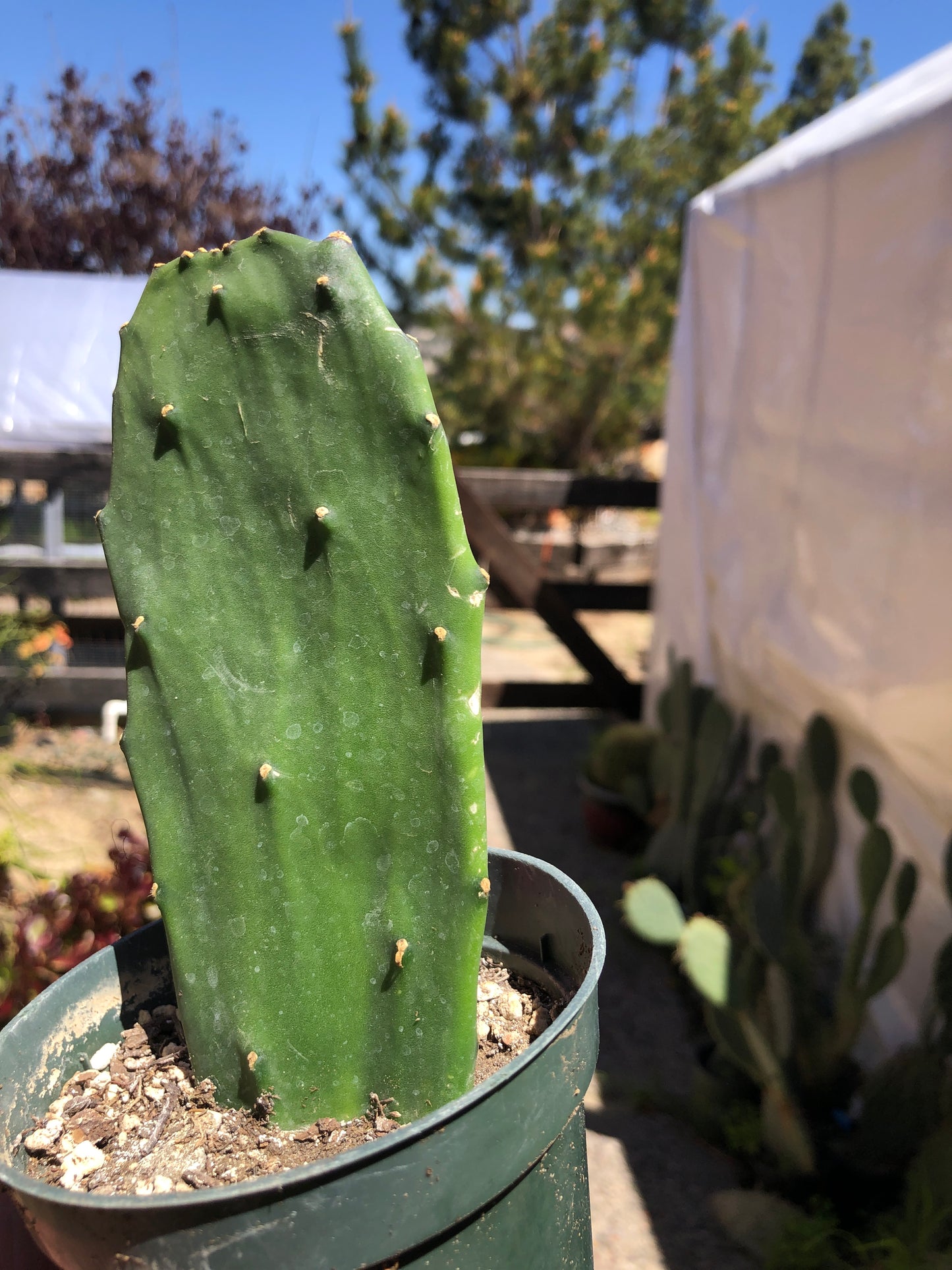 Opuntia Emerald wave Cactus 5.5”Tall #128P