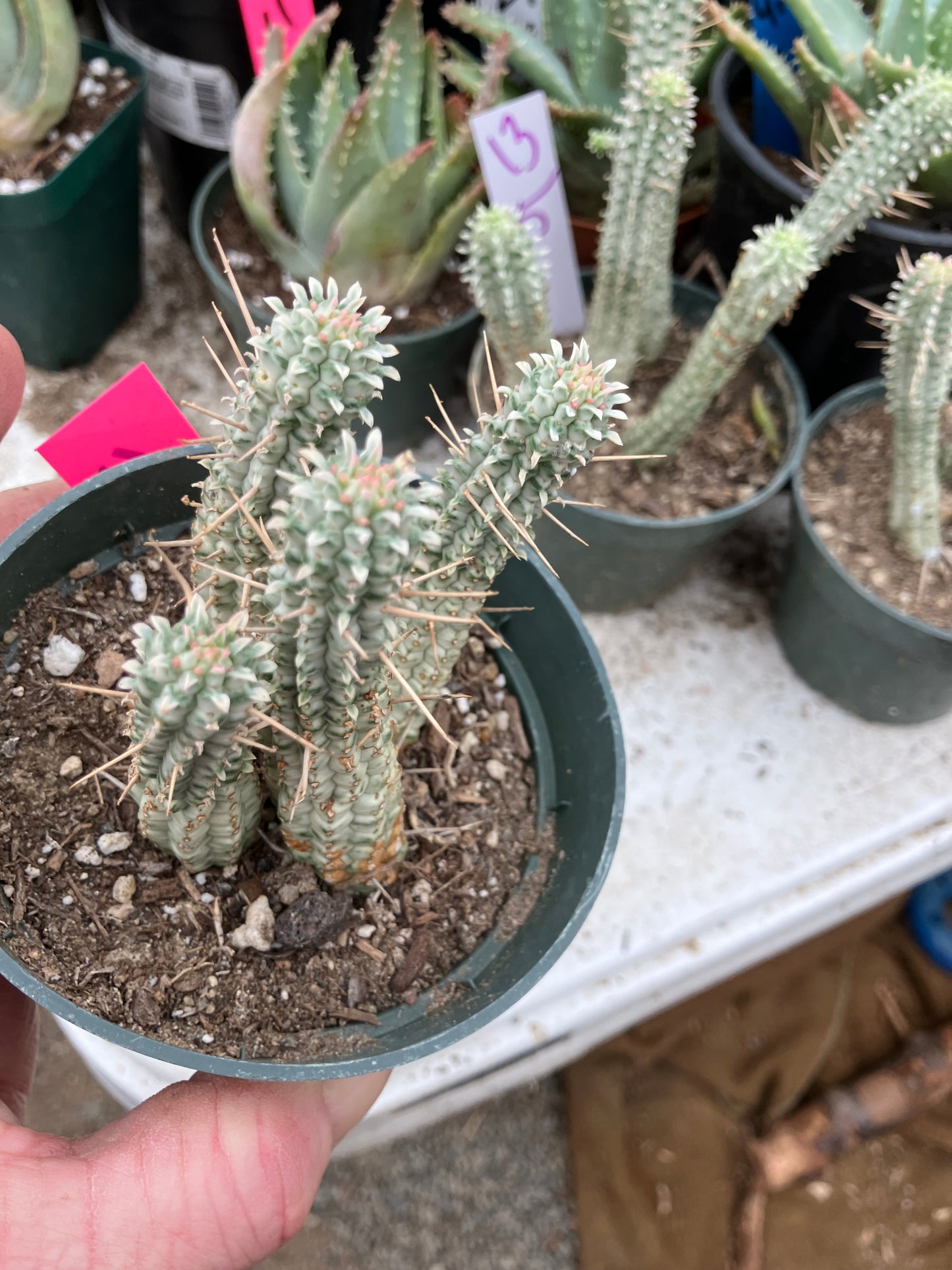 Euphorbia mammillarias variegata Corn Cob 3"Tall #11P