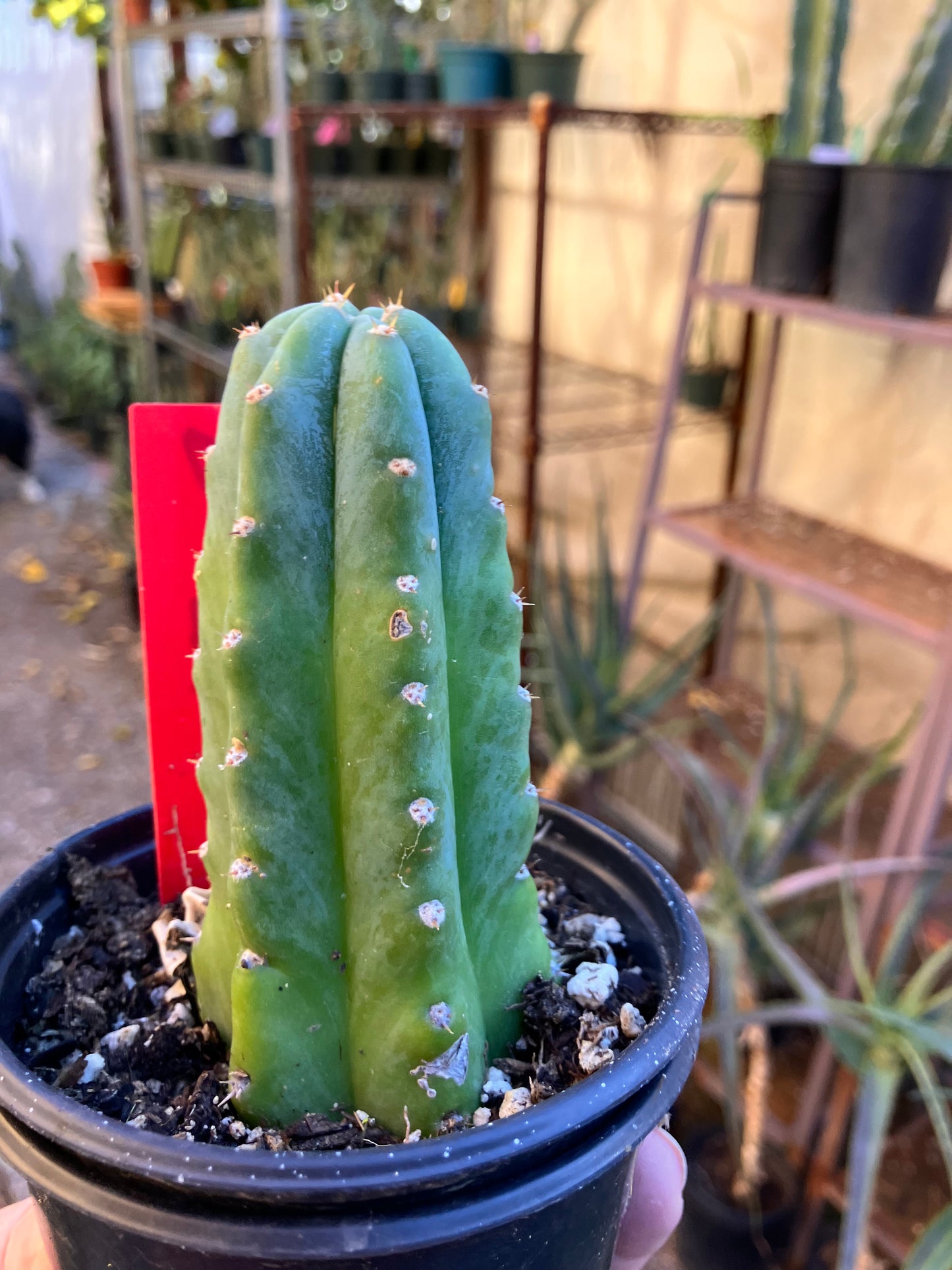 San Pedro Cactus - Trichocereus pachanoi 4"Tall #7R