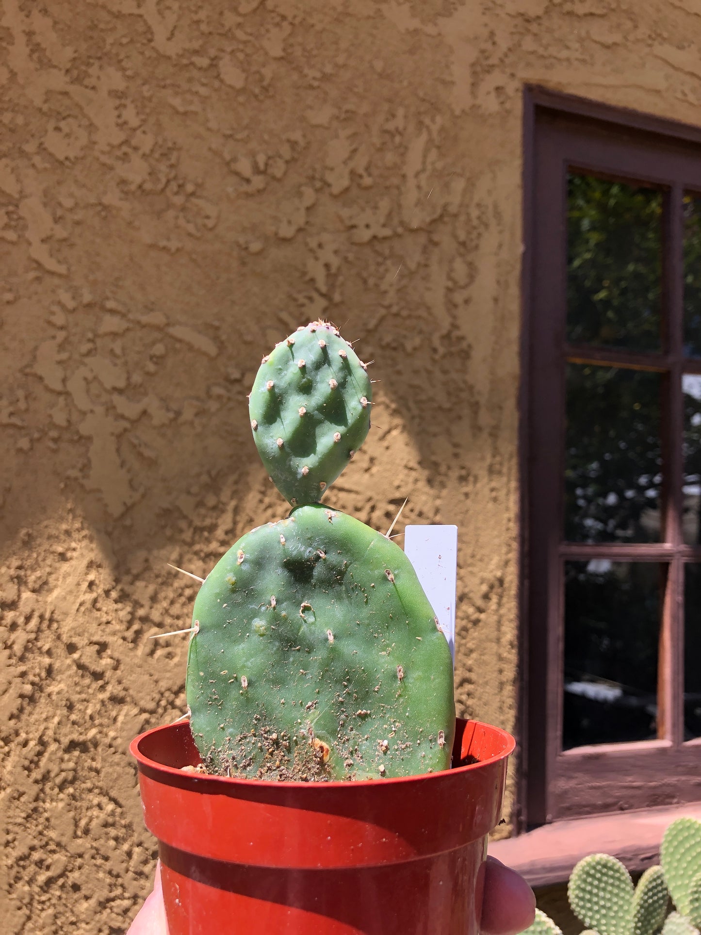 Opuntia Red Buttons Cactus 5" Tall #50W