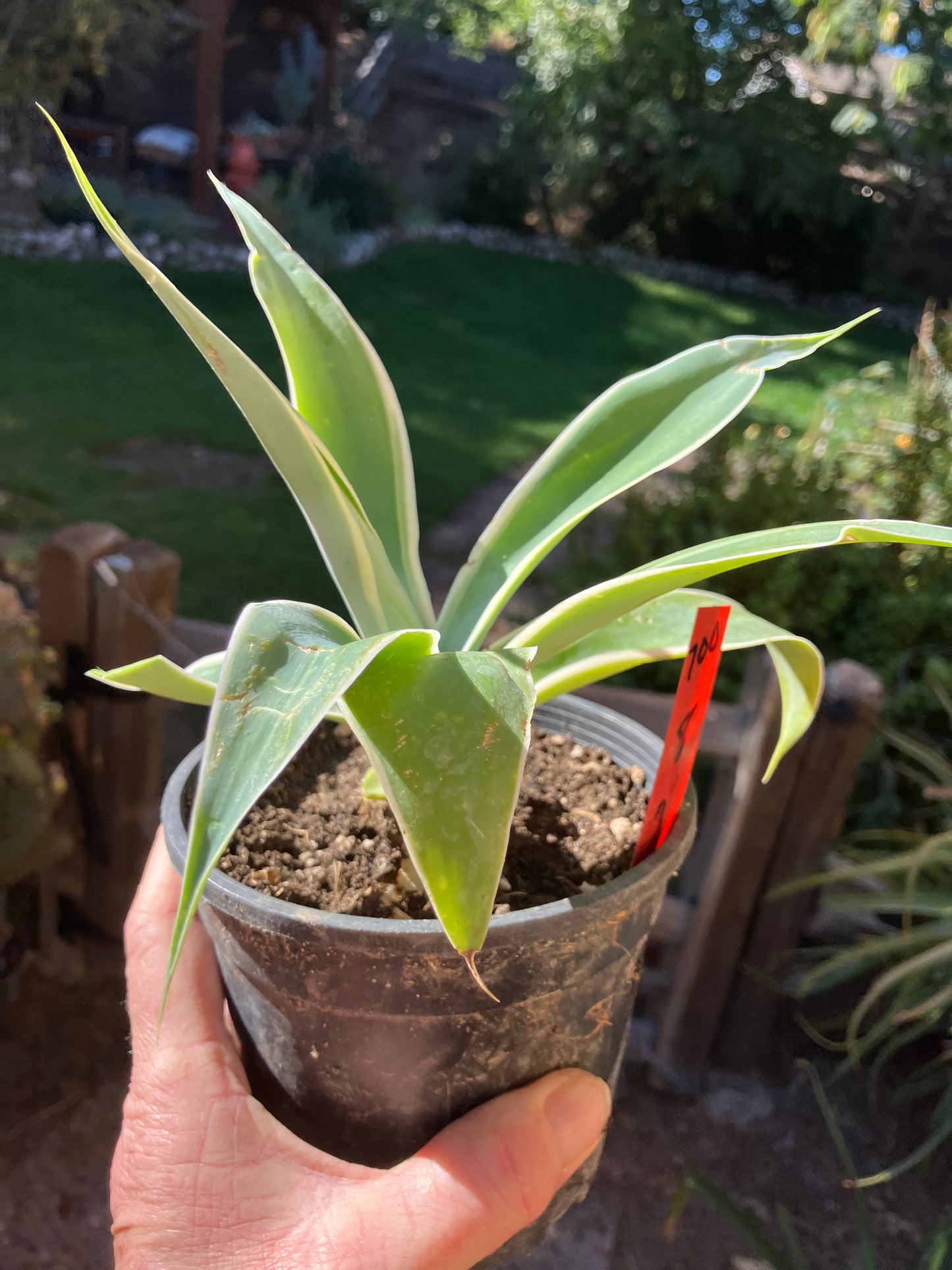 Agave~ Fox Tail Agave Attenuata  variegated 8" Tall 7"Wide #700R