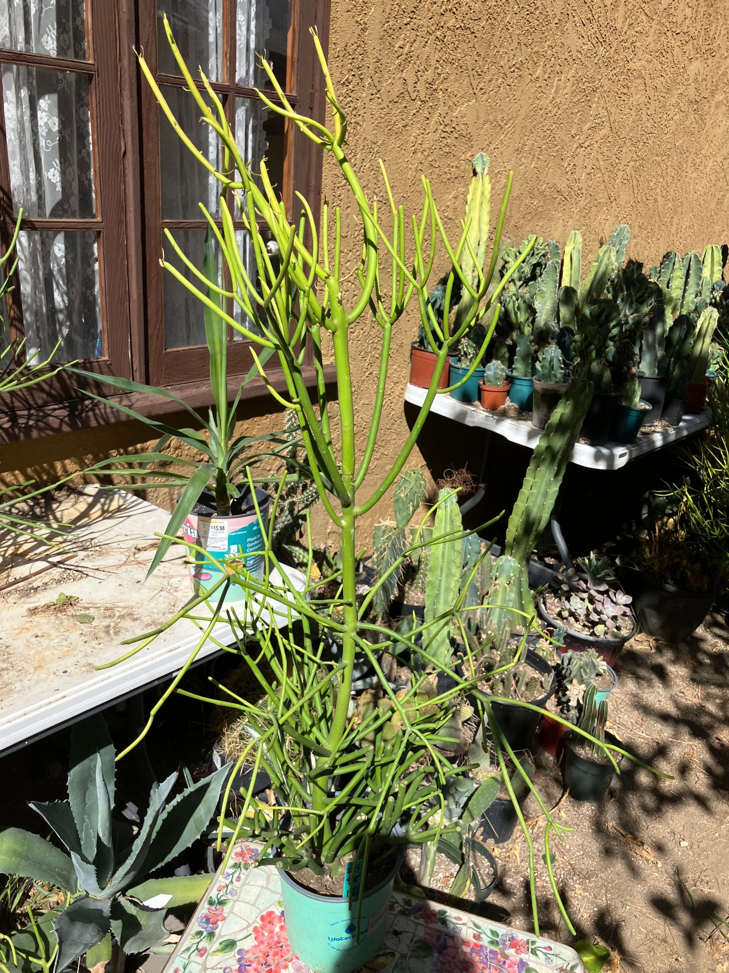 Euphorbia tirucalli Pencil Cactus/Succulent 38"Tall 15"Wide #28G