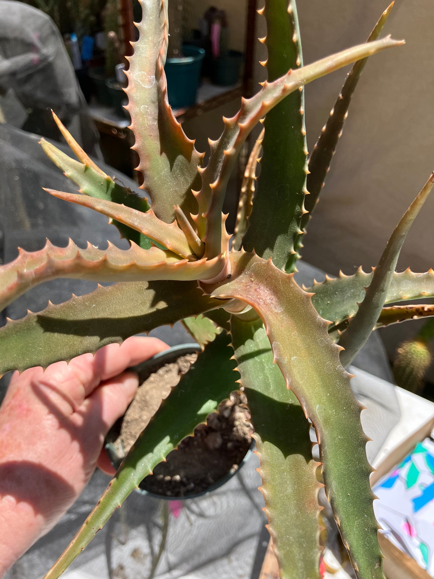 Aloe congolensis Congo Aloe Hybrid Succulent  9" Wide #97Y