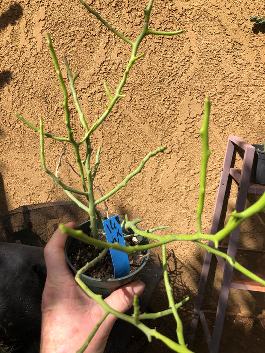 Euphorbia Tirucalli Briar Patch 12”Tall #16B