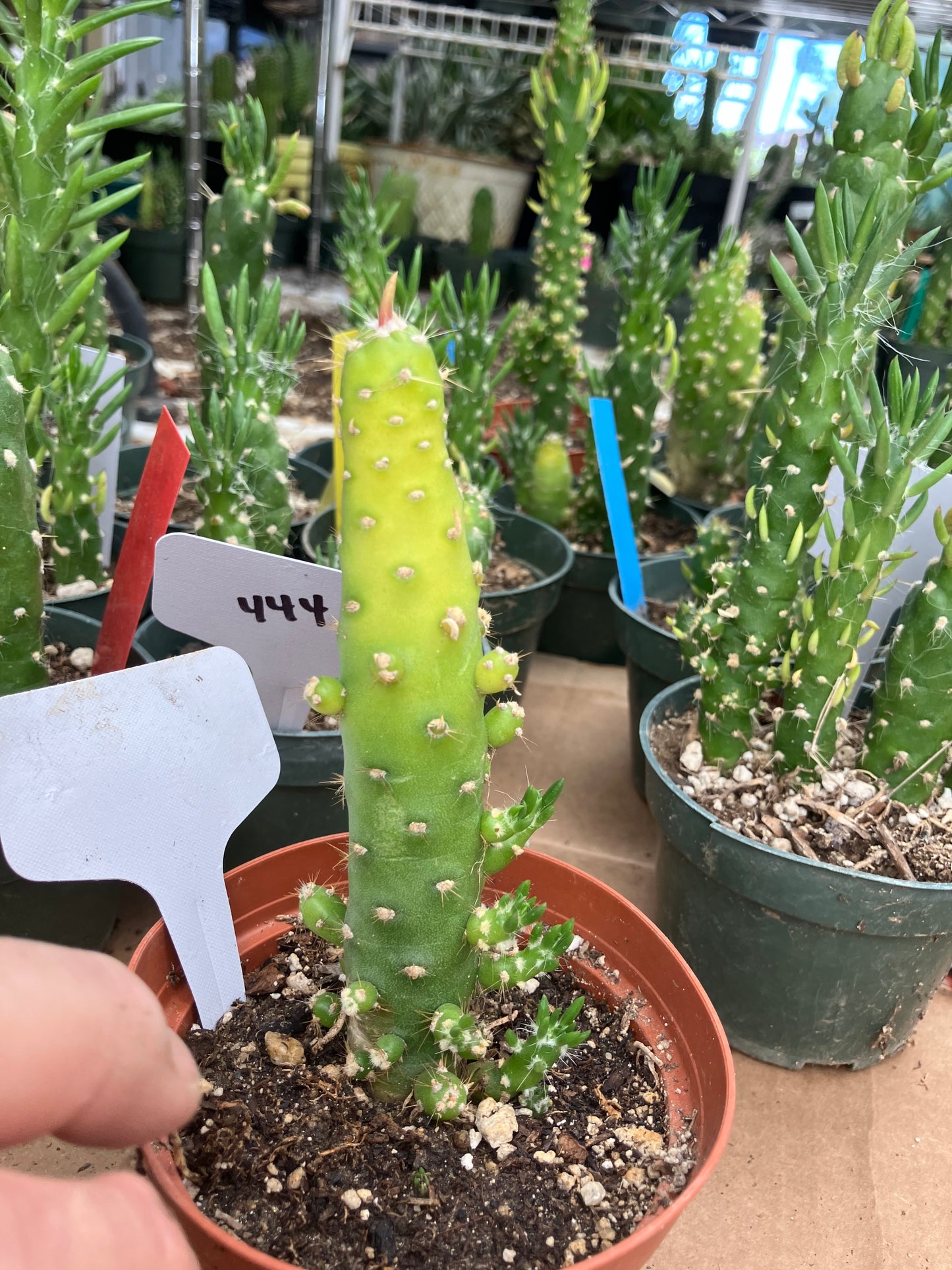 Austrocylindropuntia Cactus Gumbi Mini Eve's Needle 5"Tall #300W