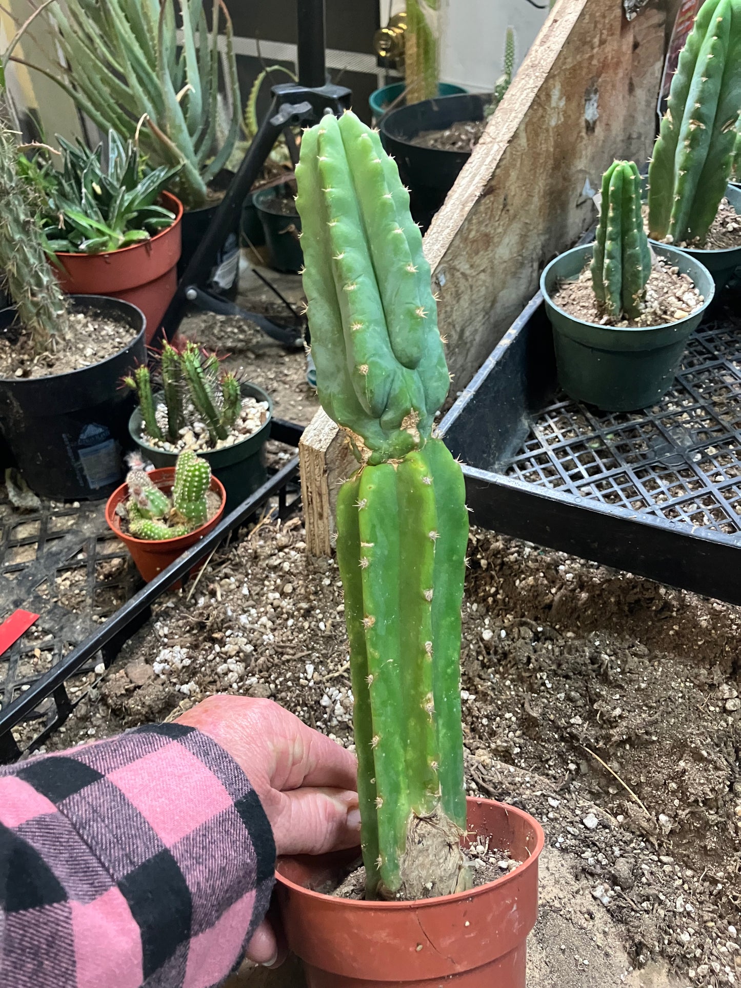 San Pedro Cactus - Trichocereus pachanoi 11" Tall #99W