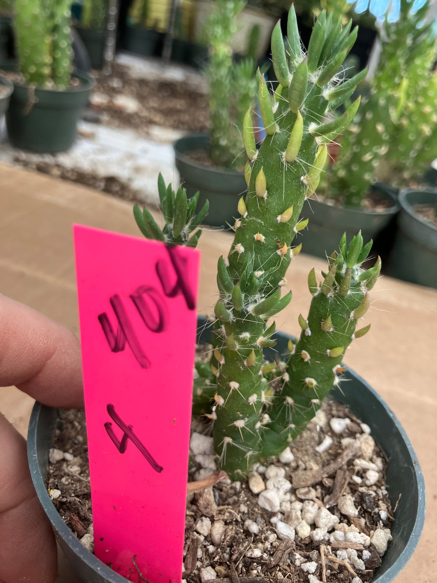 Austrocylindropuntia Cactus Gumbi Mini Eve's Needle 4"Tall #404P