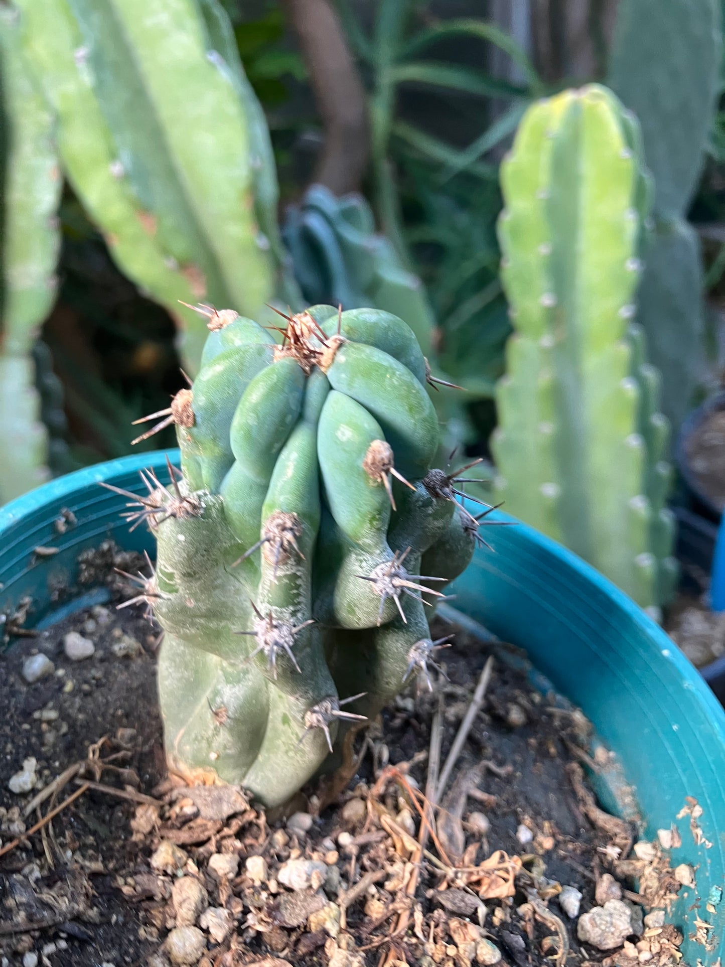 Cereus Peruvianus Monstrose Night Blooming 3.5”Tall #735W