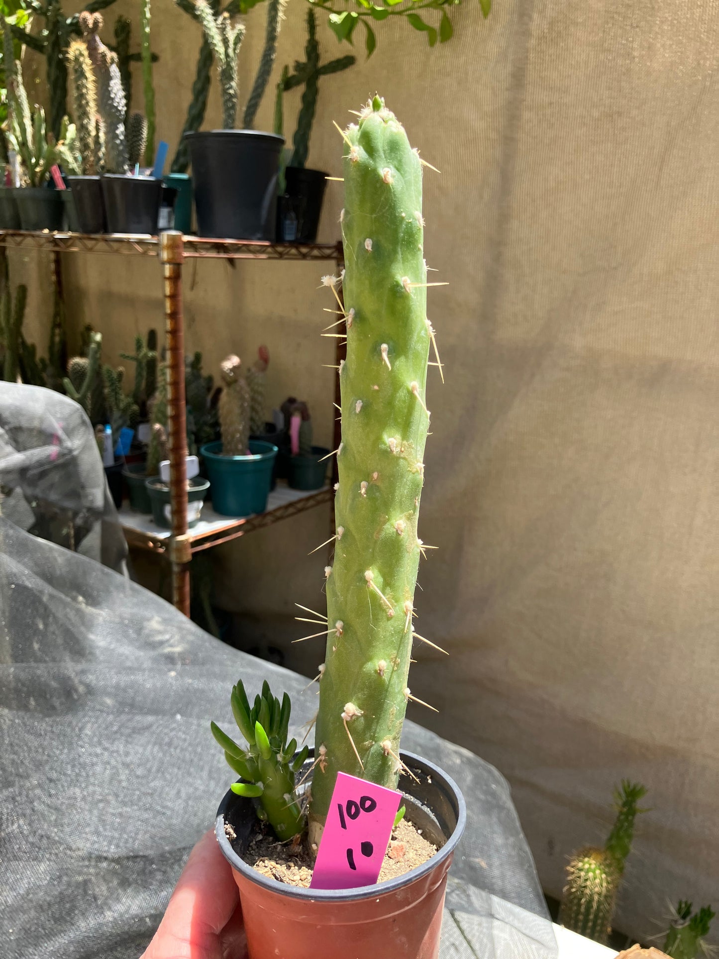 Austrocylindropuntia Full Size Eve's Needle 10"Tall #100P