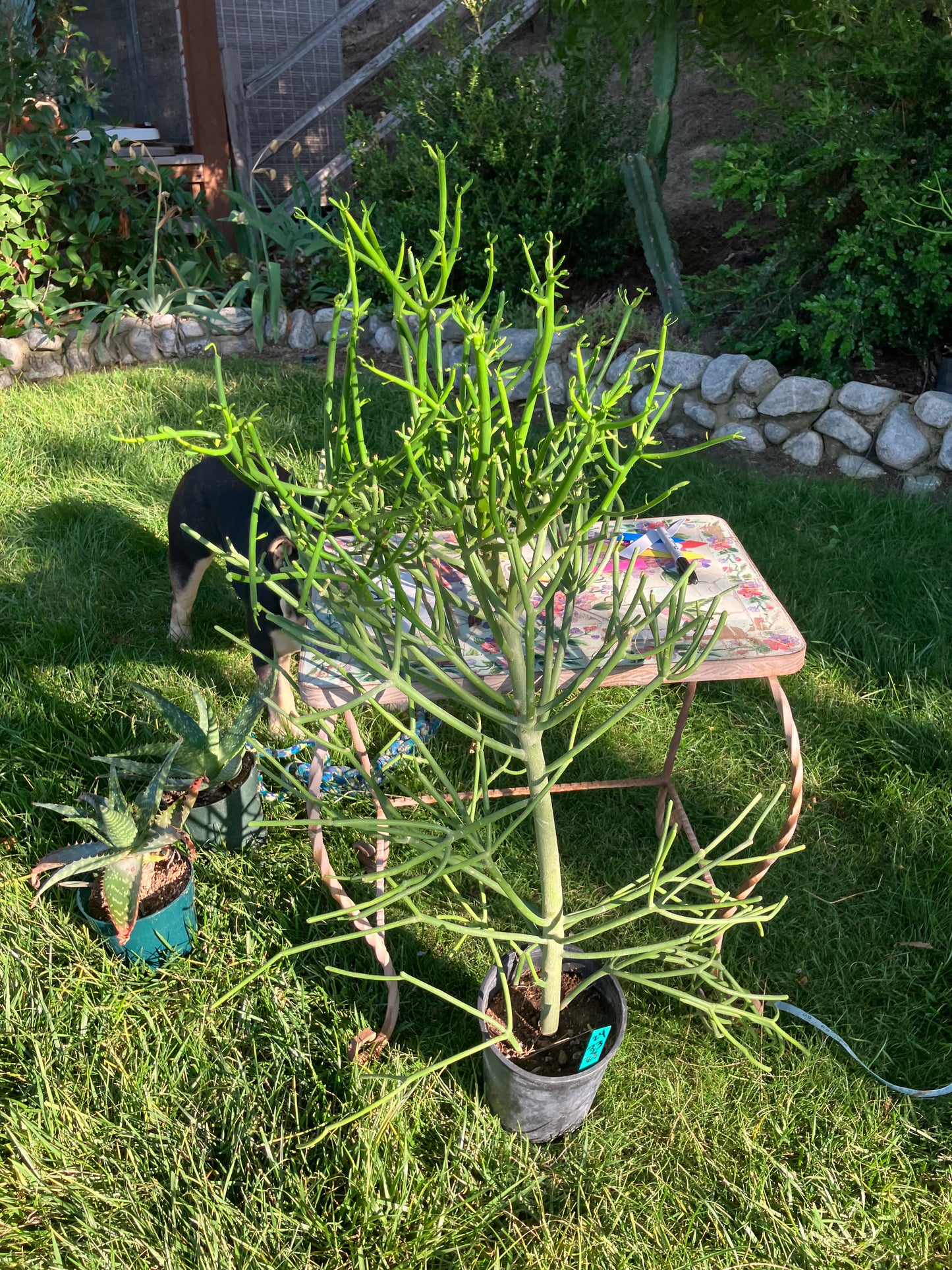 Euphorbia tirucalli Pencil Cactus/Succulent 42"Tall 18"Wide #420W