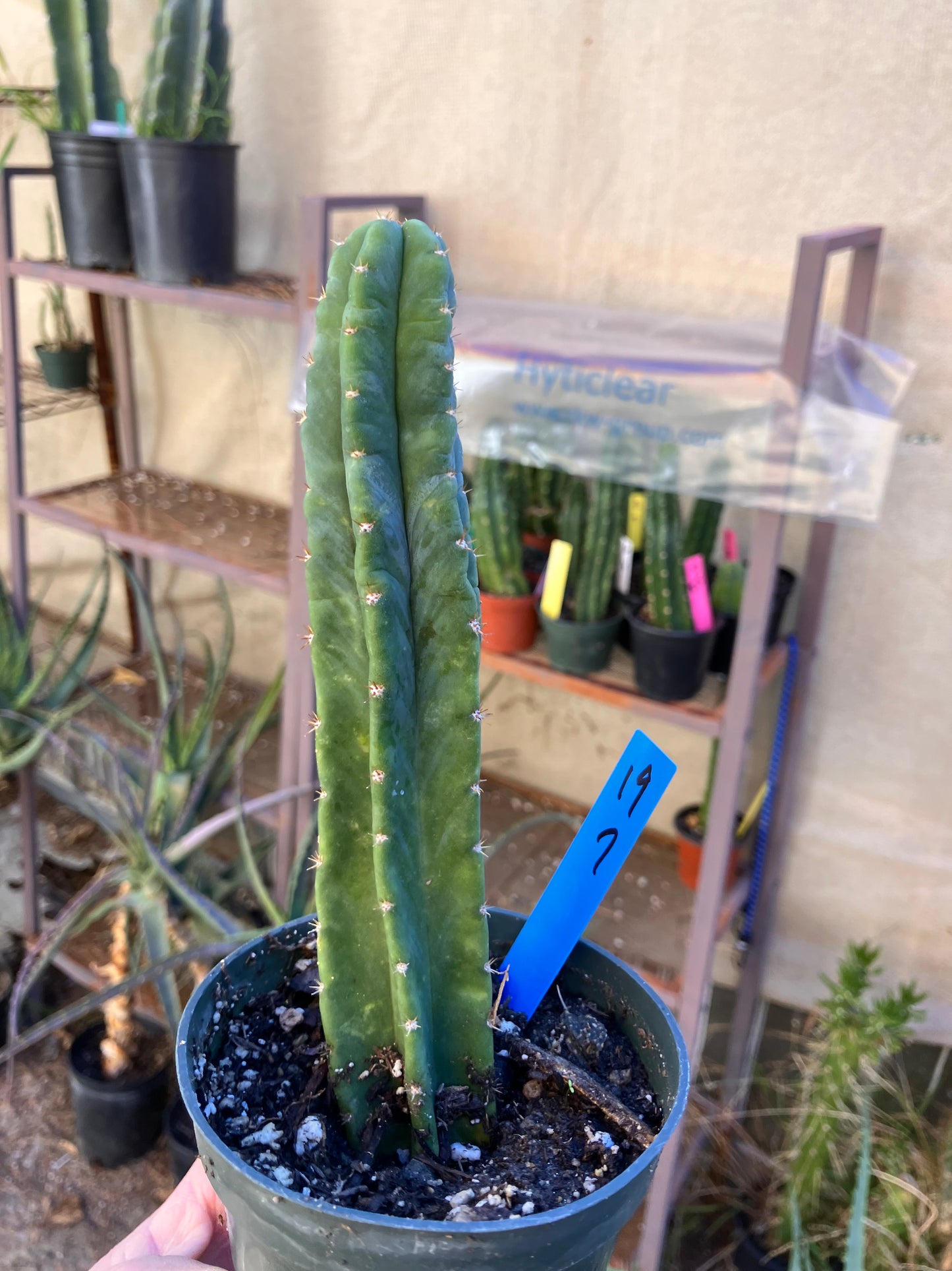 San Pedro Cactus - Trichocereus pachanoi 7"Tall #19B