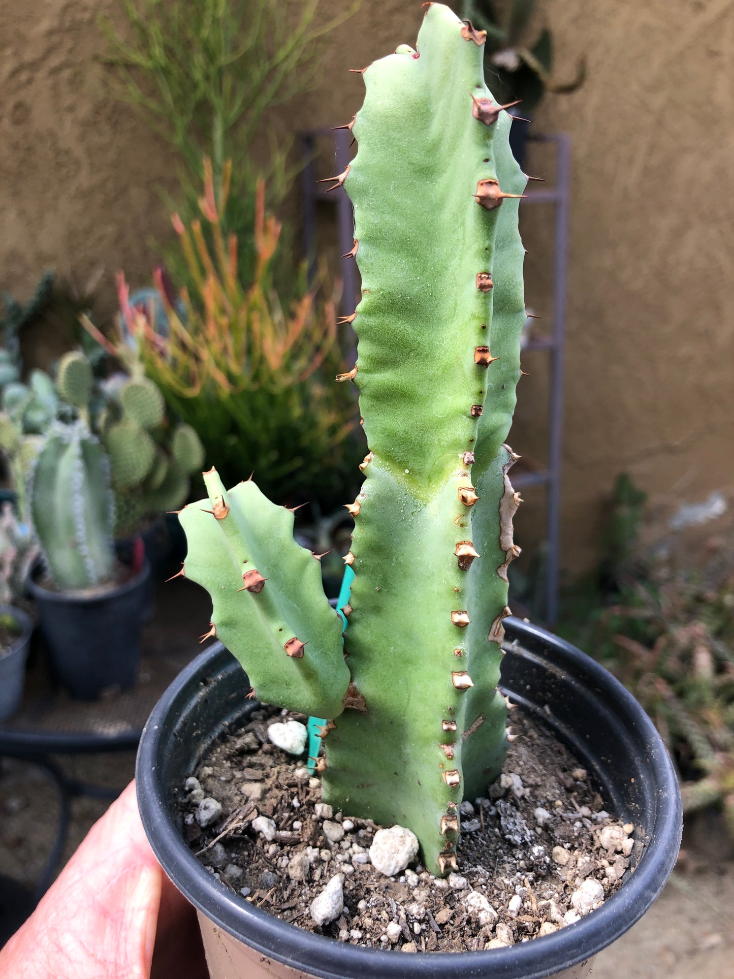 Euphorbia resinifera Moroccan Mound 6"Tall #12G