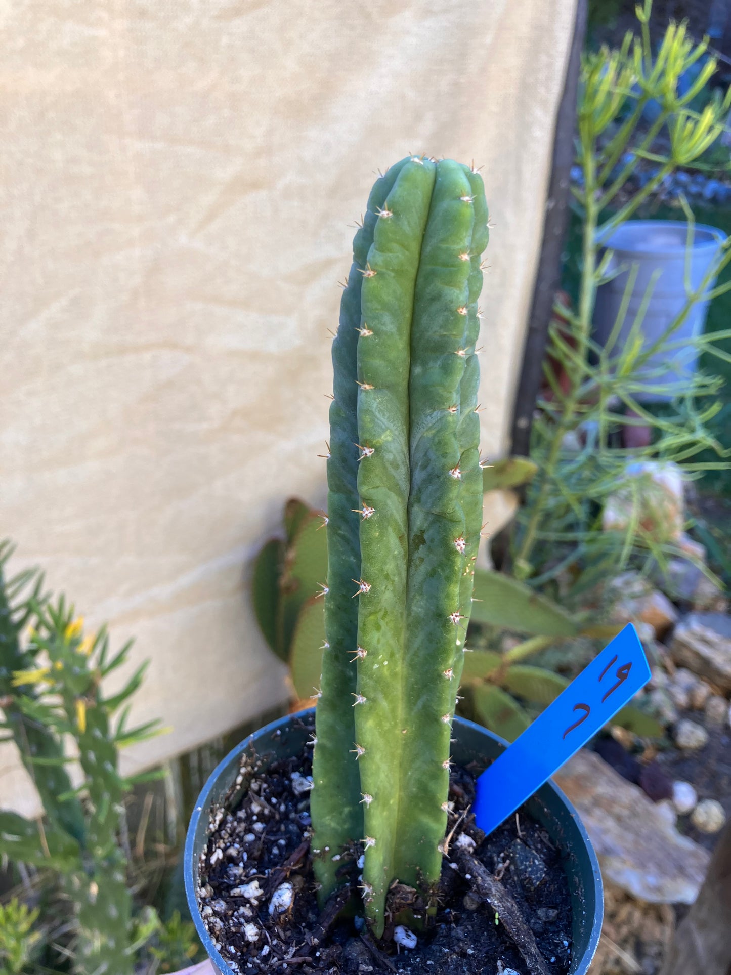 San Pedro Cactus - Trichocereus pachanoi 7"Tall #19B