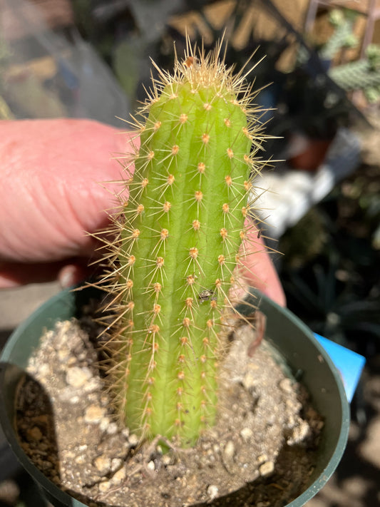 Vatricania ~ guentheri 4" Tall Beautiful Columnar Cactus #9B