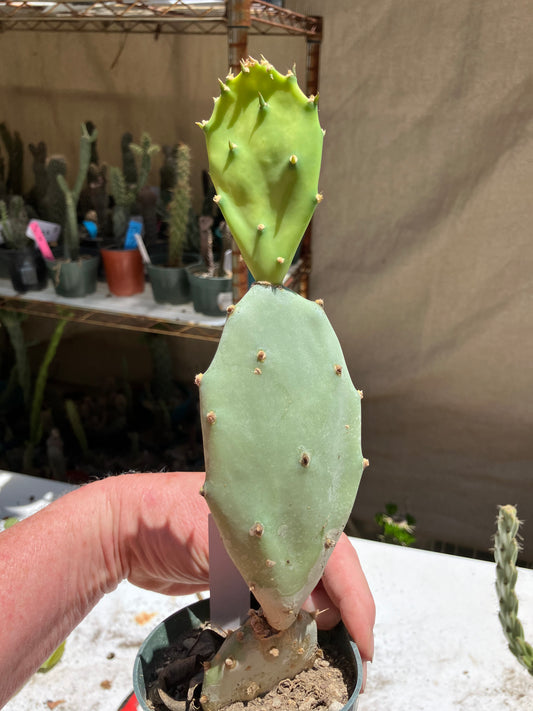 Opuntia Hybrid Cartwheel  "Hybrid Prickly Pear" 10"Tall #10W