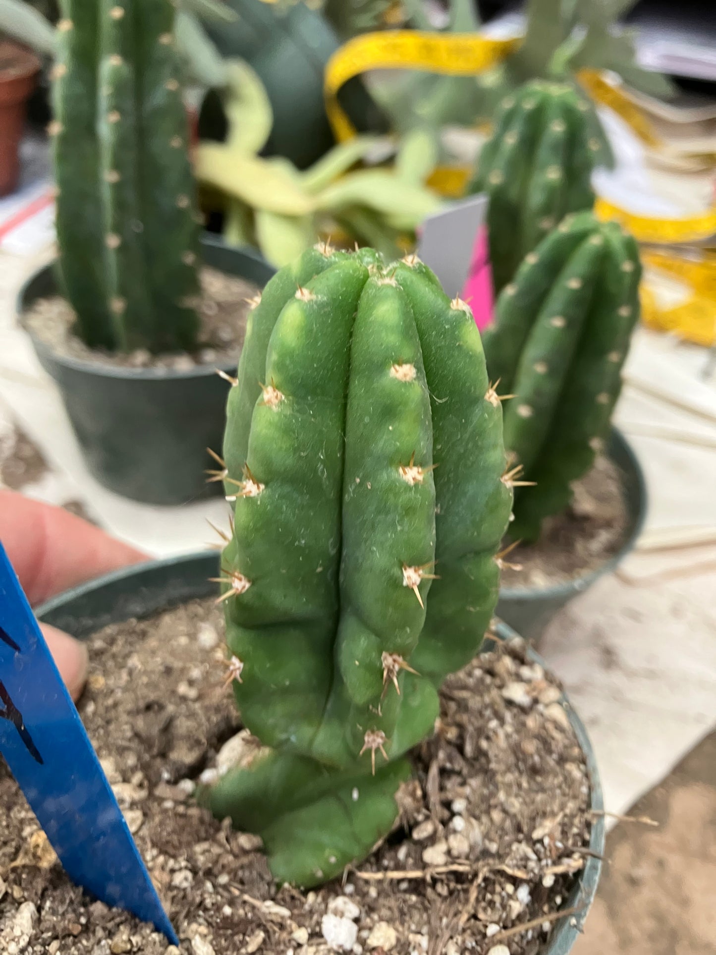 San Pedro Cactus  Trichocereus pachanoi 4"Tall #4B