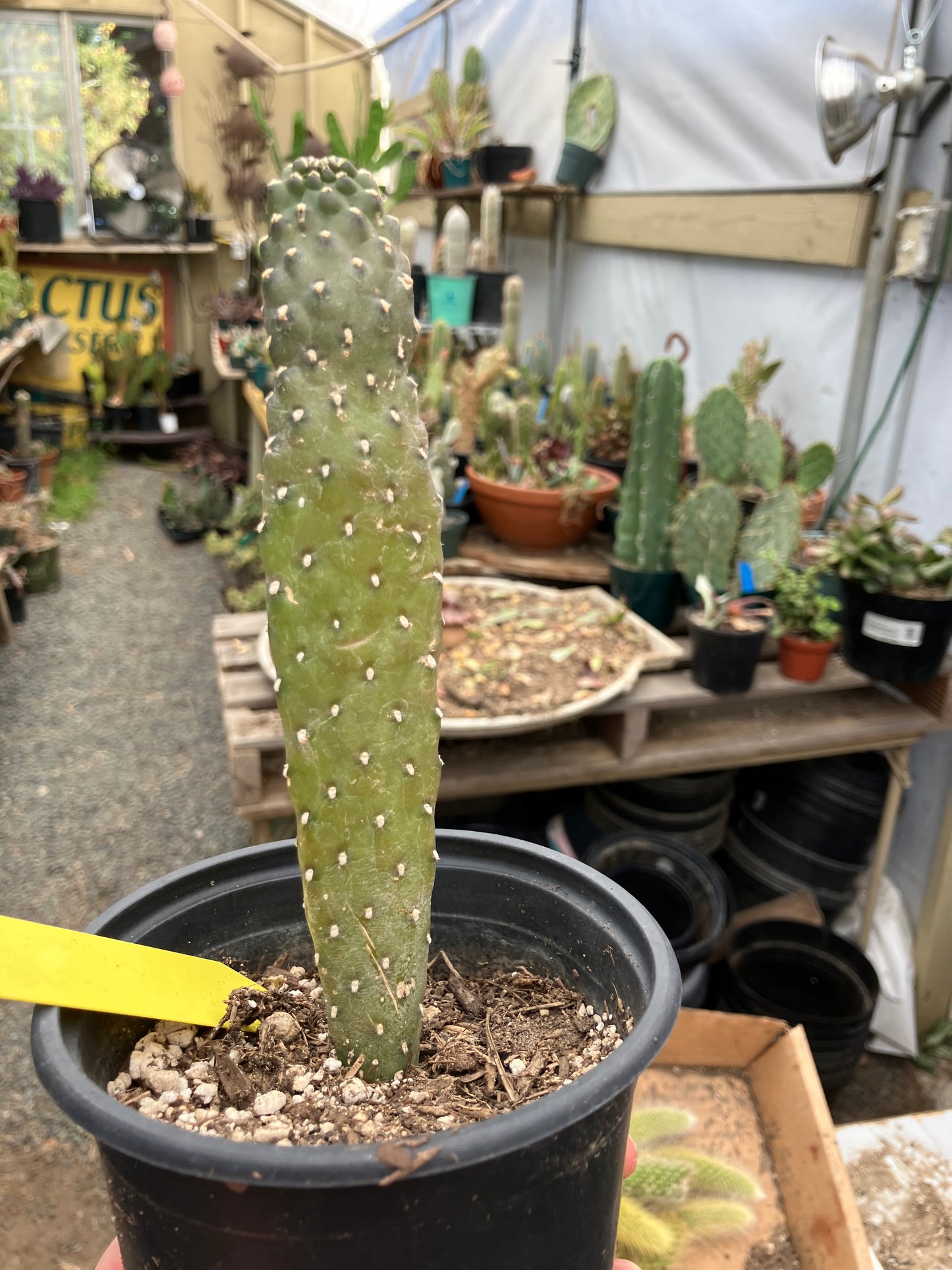 Opuntia Consolea rubescens Road Kill Roadkill Cactus 6.5”Tall This Plant #64Y