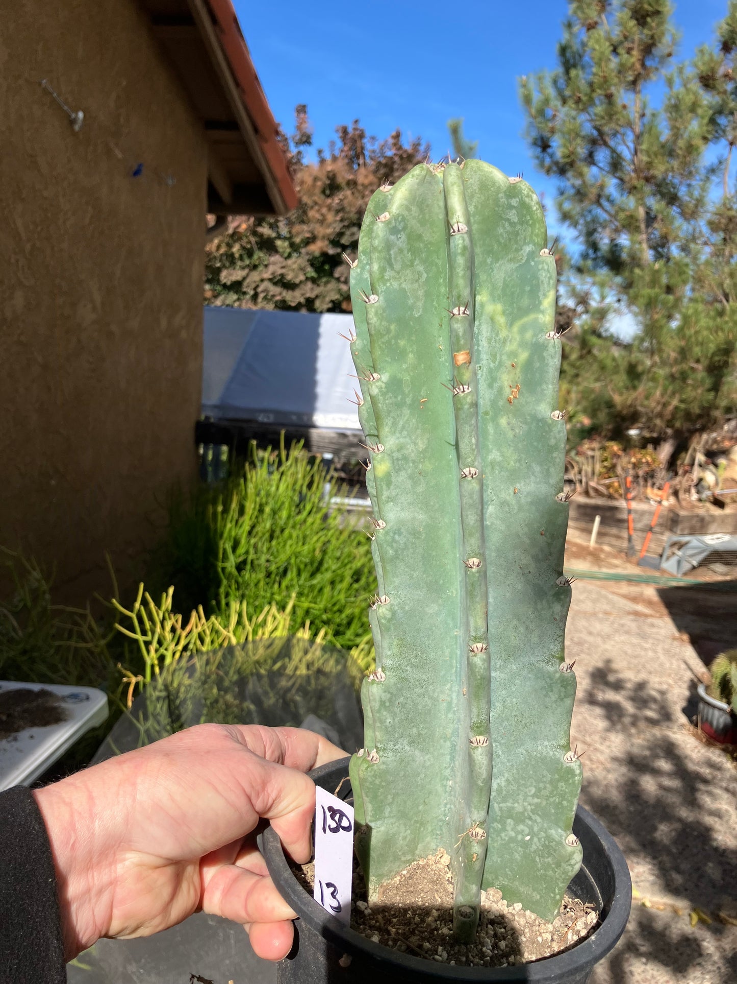 Cereus Peruvianus Night Blooming 13”Tall #130W