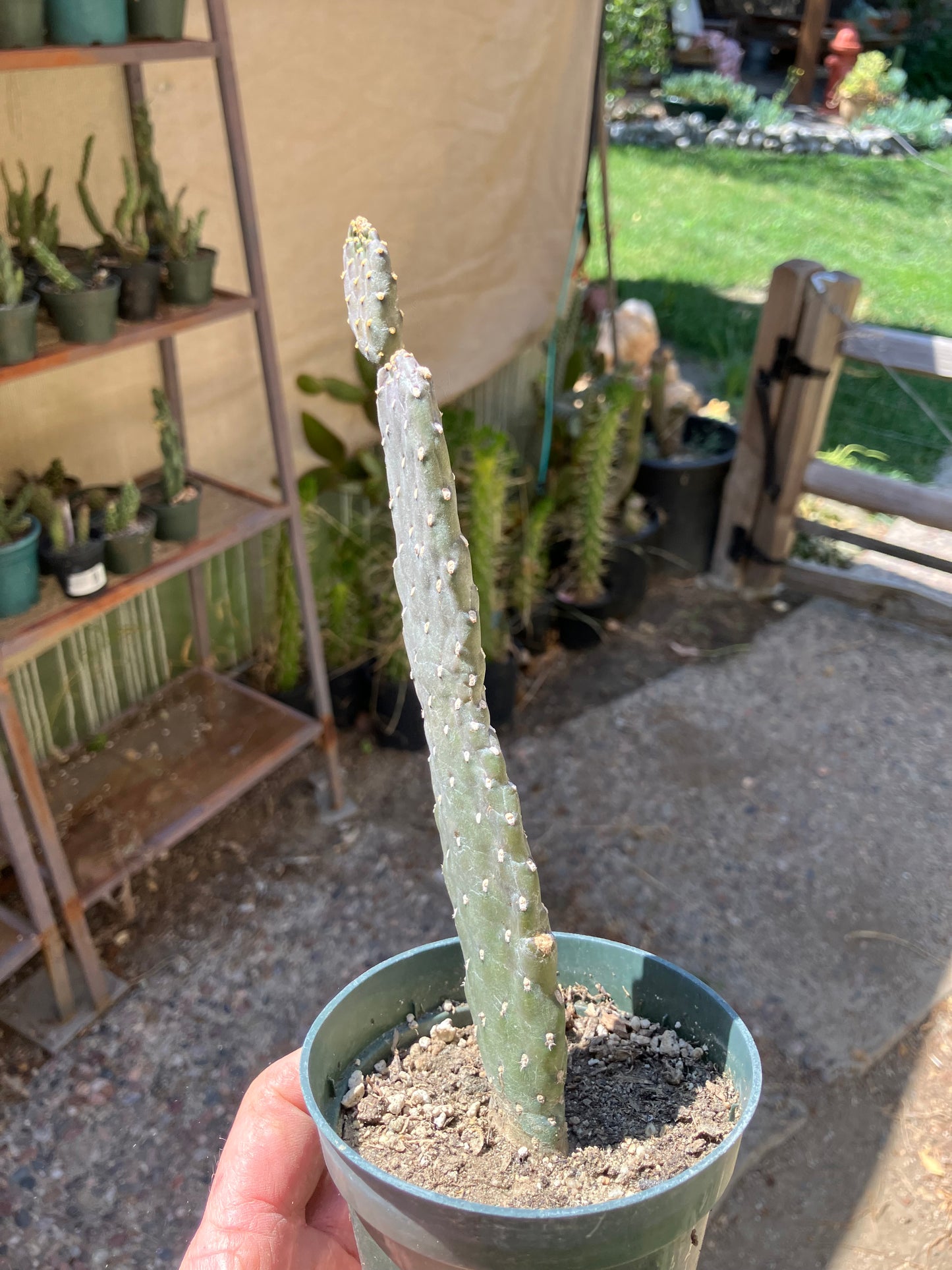 Opuntia Consolea rubescens Road Kill Cactus 10"Tall