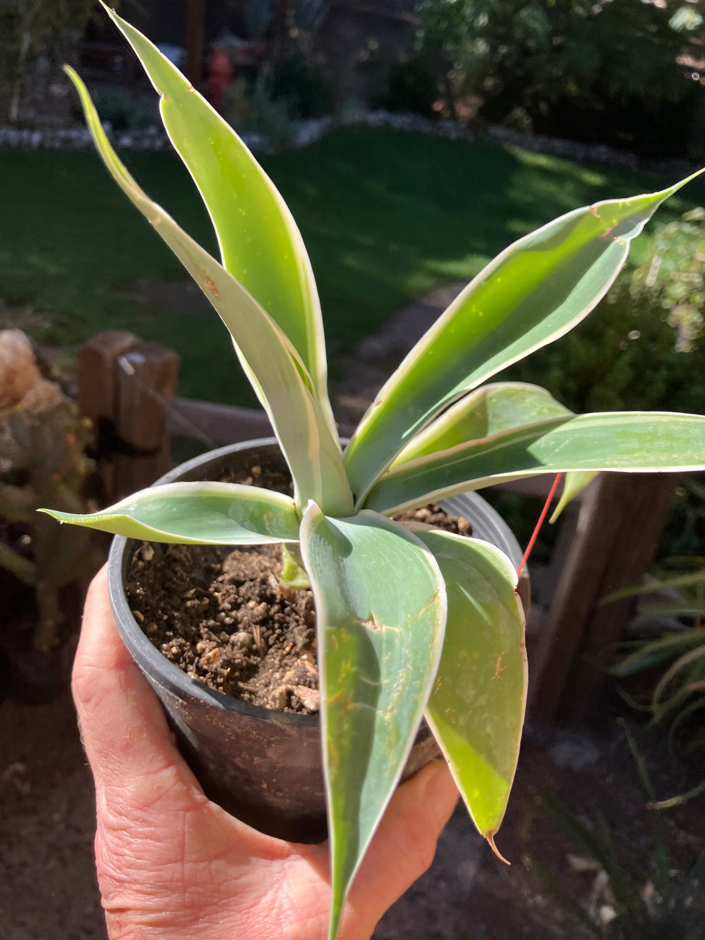 Agave~ Fox Tail Agave Attenuata  variegated 8" Tall 7"Wide #700R