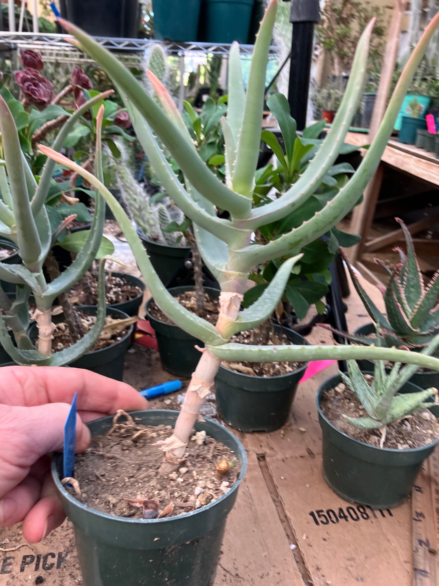 Aloe Hybrid 10"Tall #109B