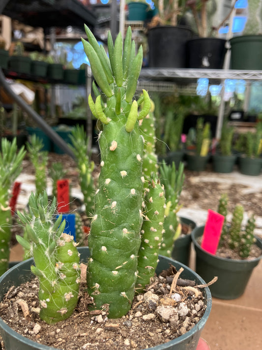 Austrocylindropuntia Cactus Gumbi Mini Eve's Needle 4"Tall #22W