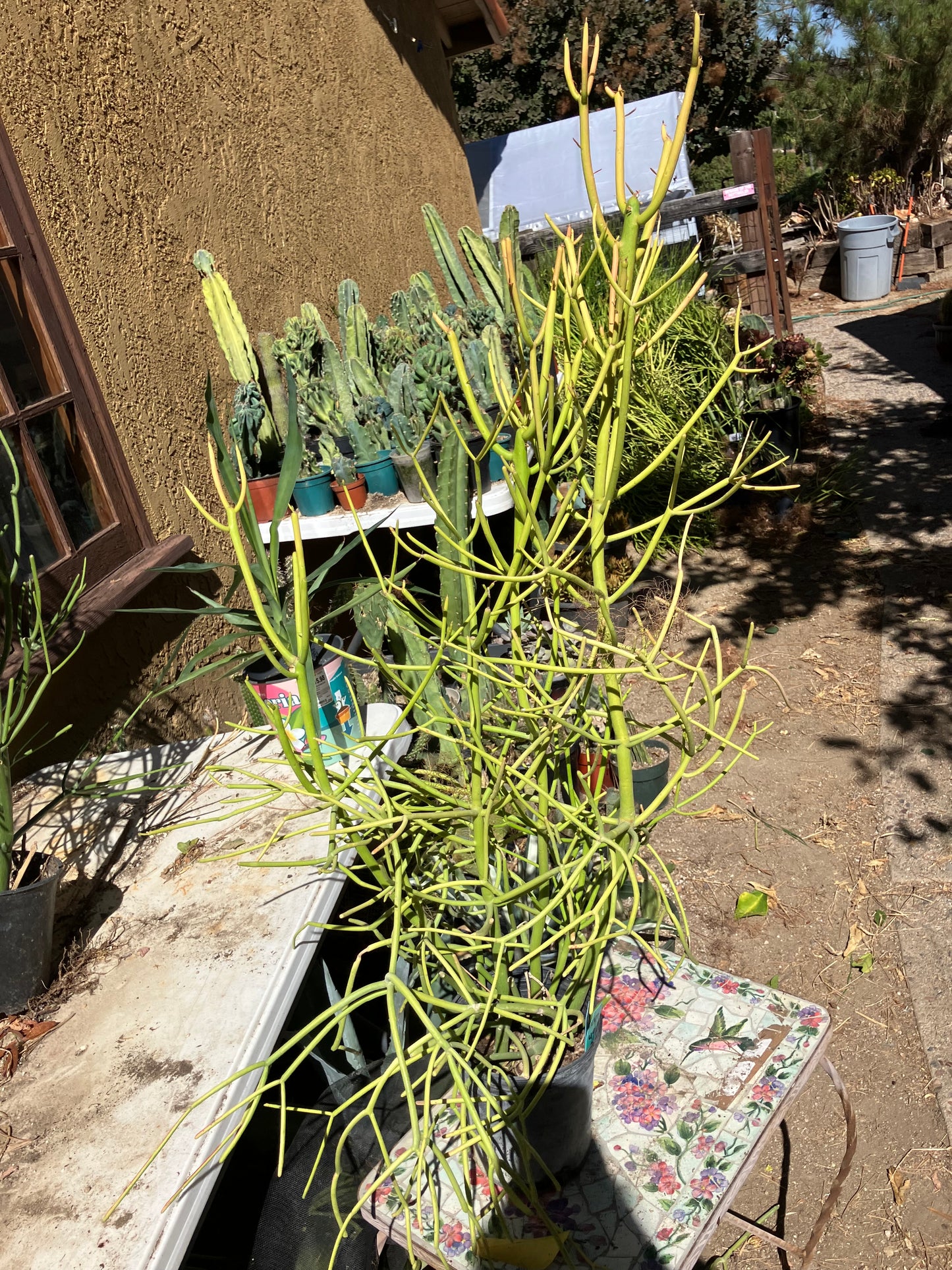 Euphorbia tirucalli Pencil Cactus/Succulent 40"Tall 17"Wide #117G