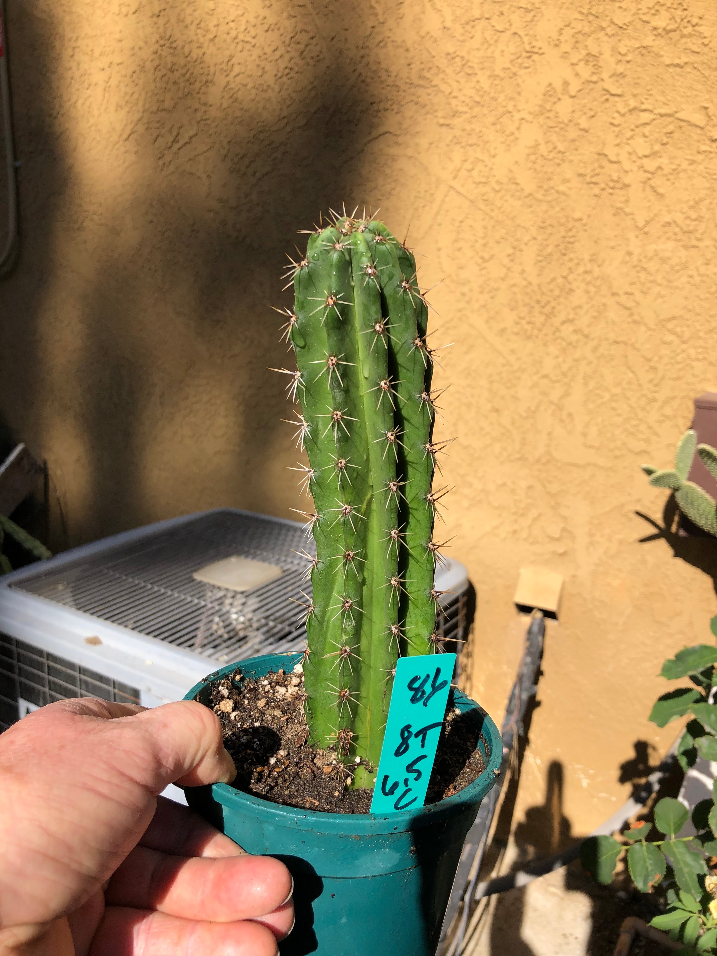 Pachycereus pecten-aboriginum Hairbrush Cactus 8