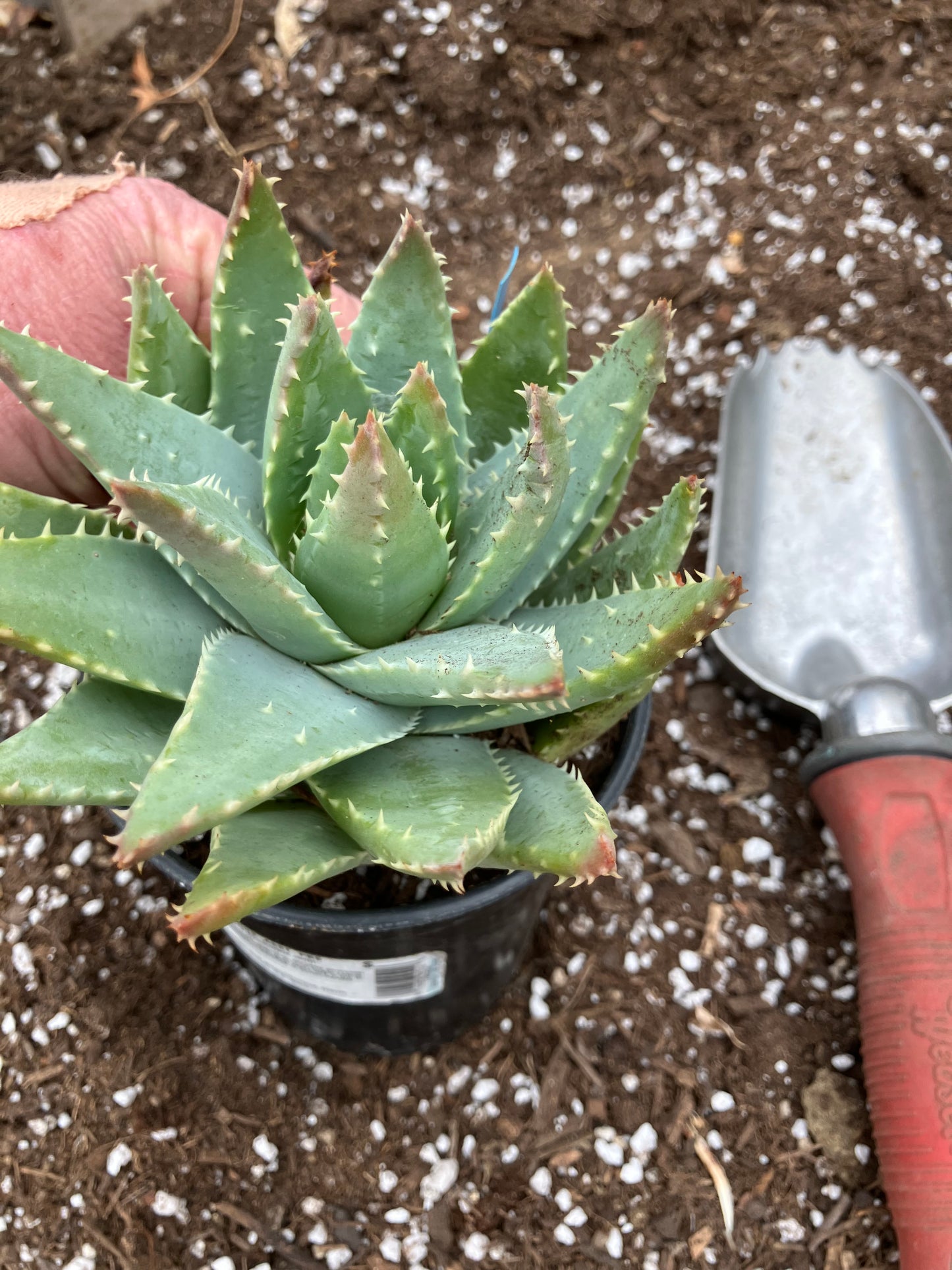 Aloe Brevifolia Short Leaf Aloe  Succulent 7" Wide #21G