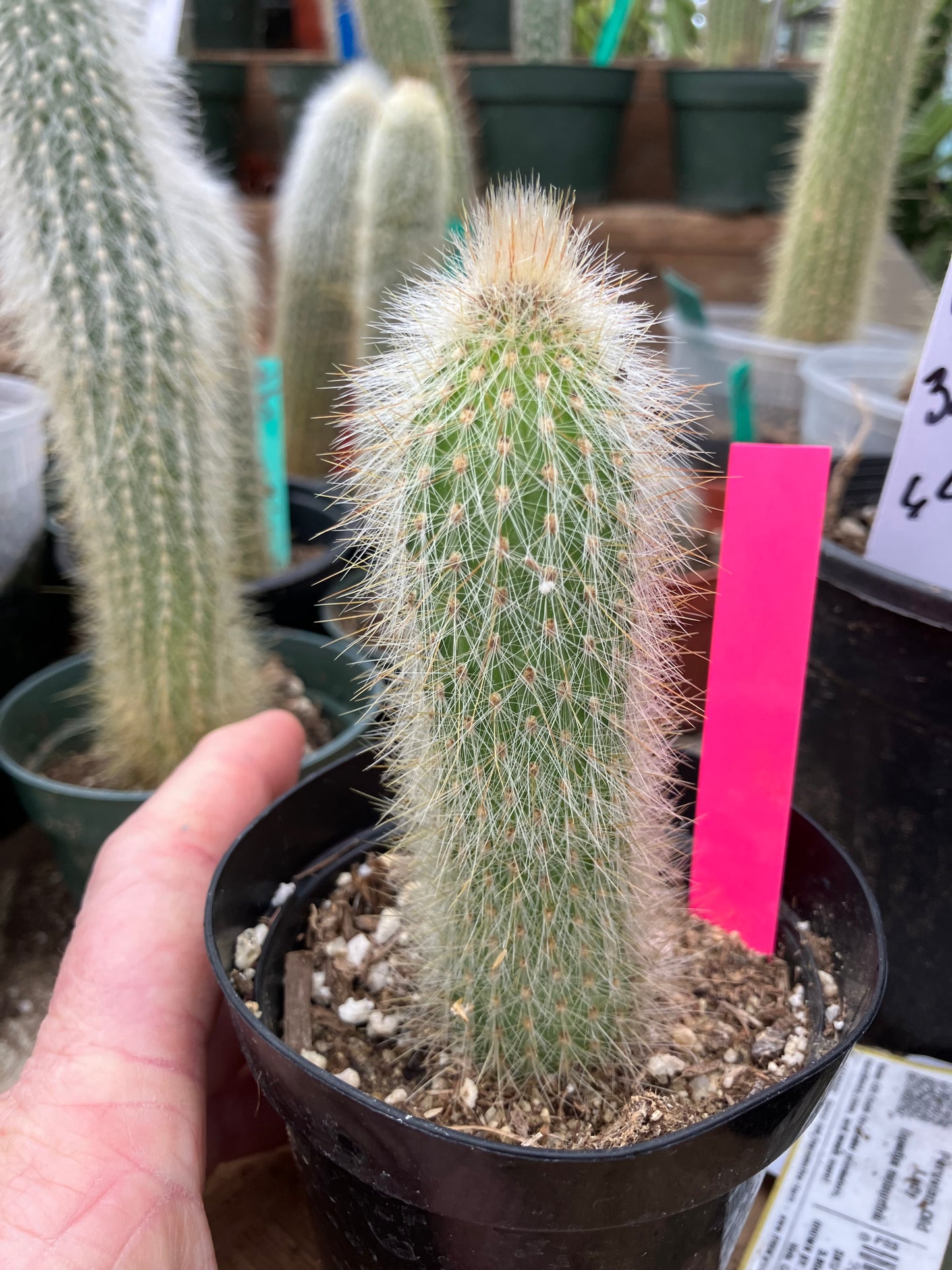 Cleistocactus tupizensis Silver Pole/Torch Cactus 3.5”Tall #53P