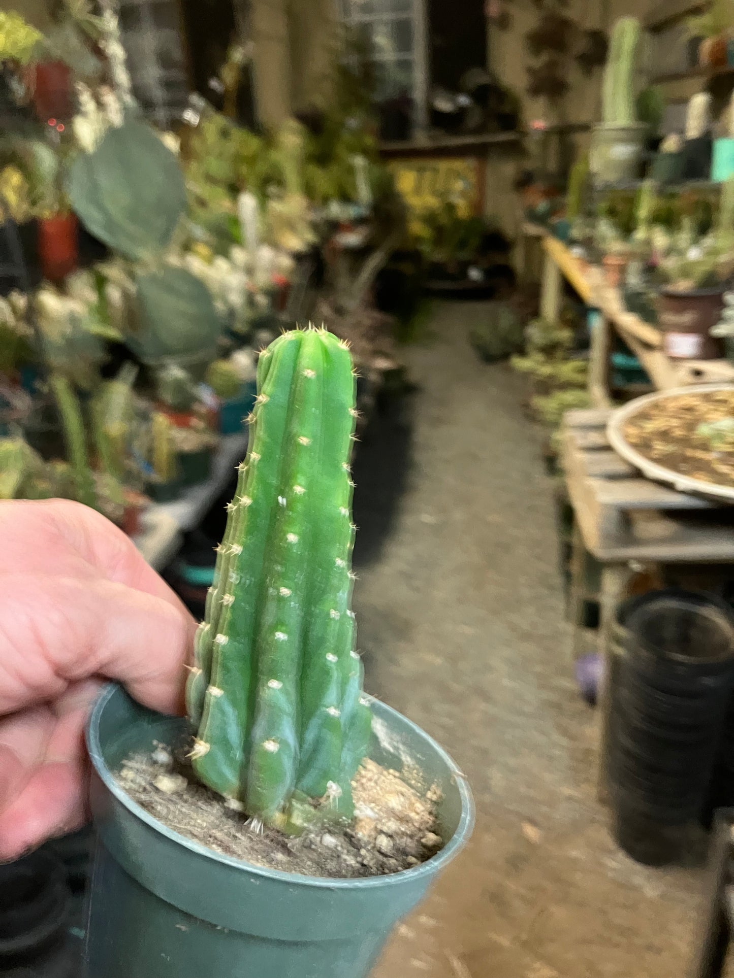 San Pedro Cactus - Trichocereus pachanoi 5"Tall #251P