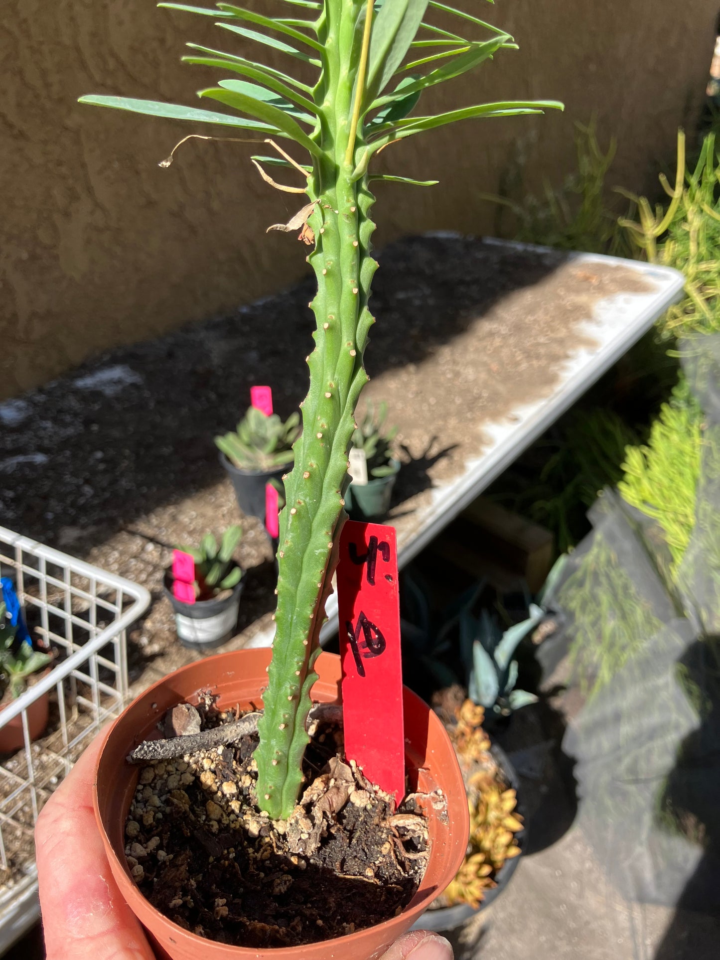 Euphorbia loricata African Palm Tree 10"Tall #4R