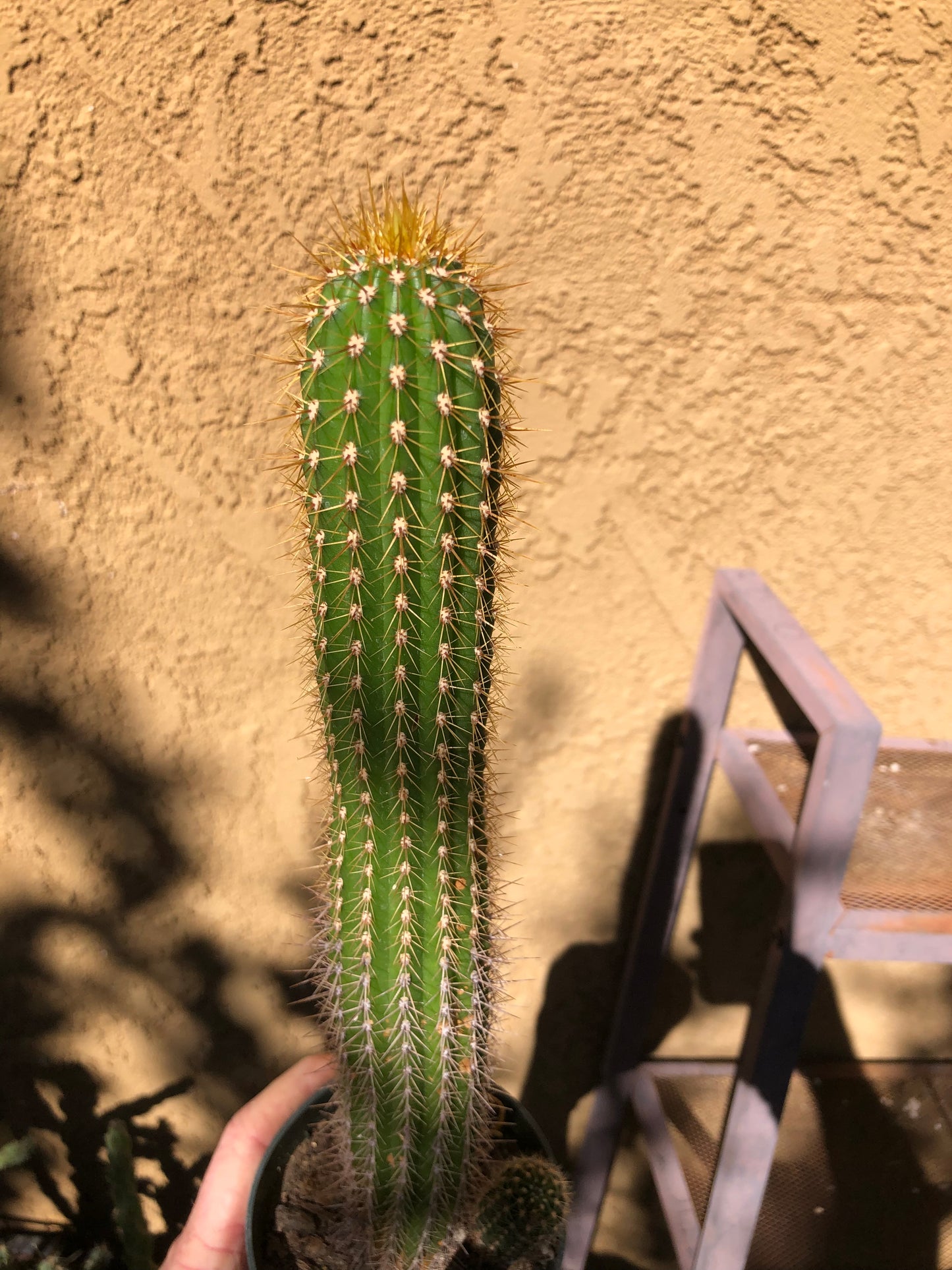 Golden Torch Cactus - Trichocereus spachianus 13" Tall #1Y