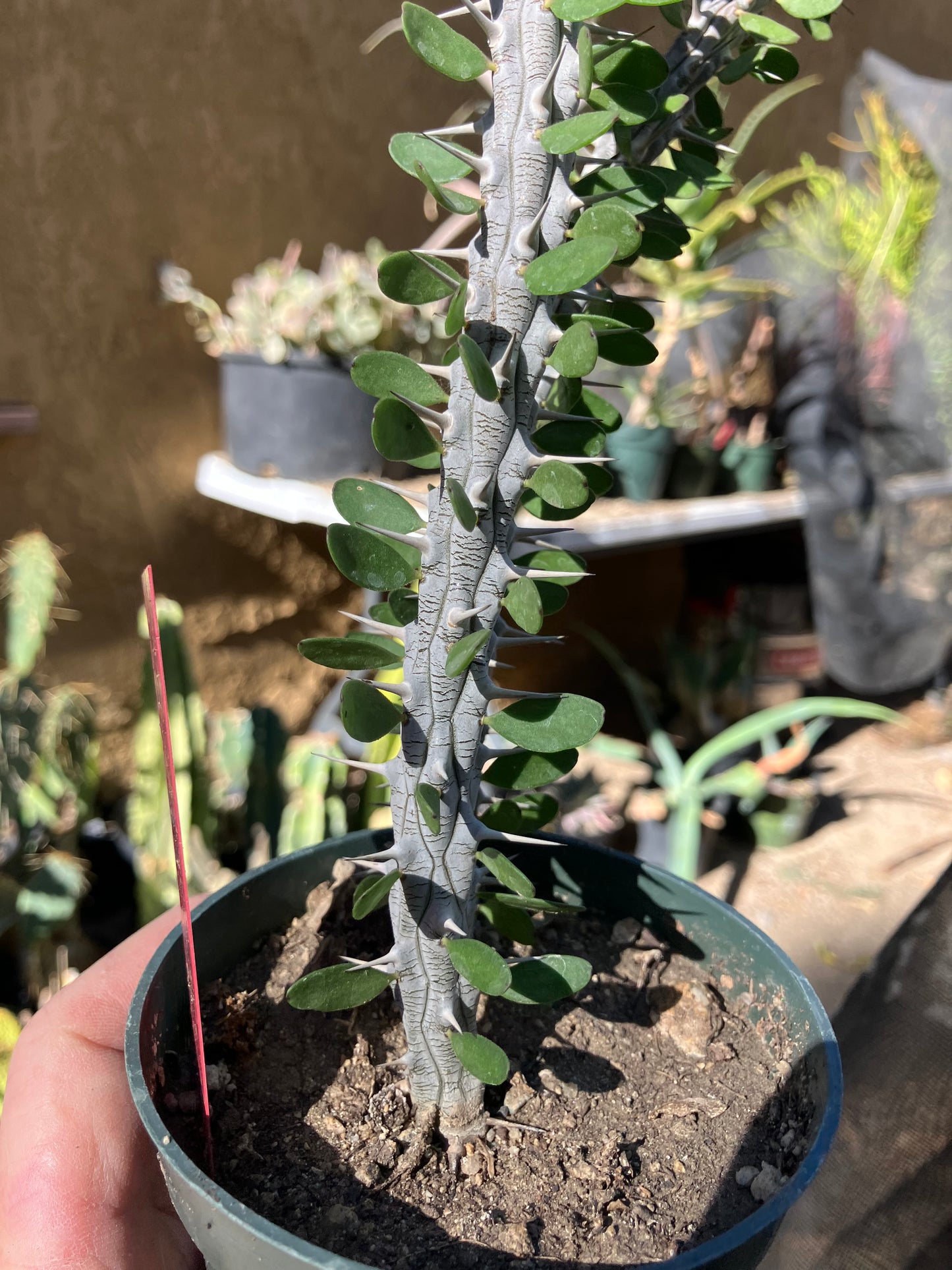 False Ocotillo Alluaudia Procera 13”Tall #13R