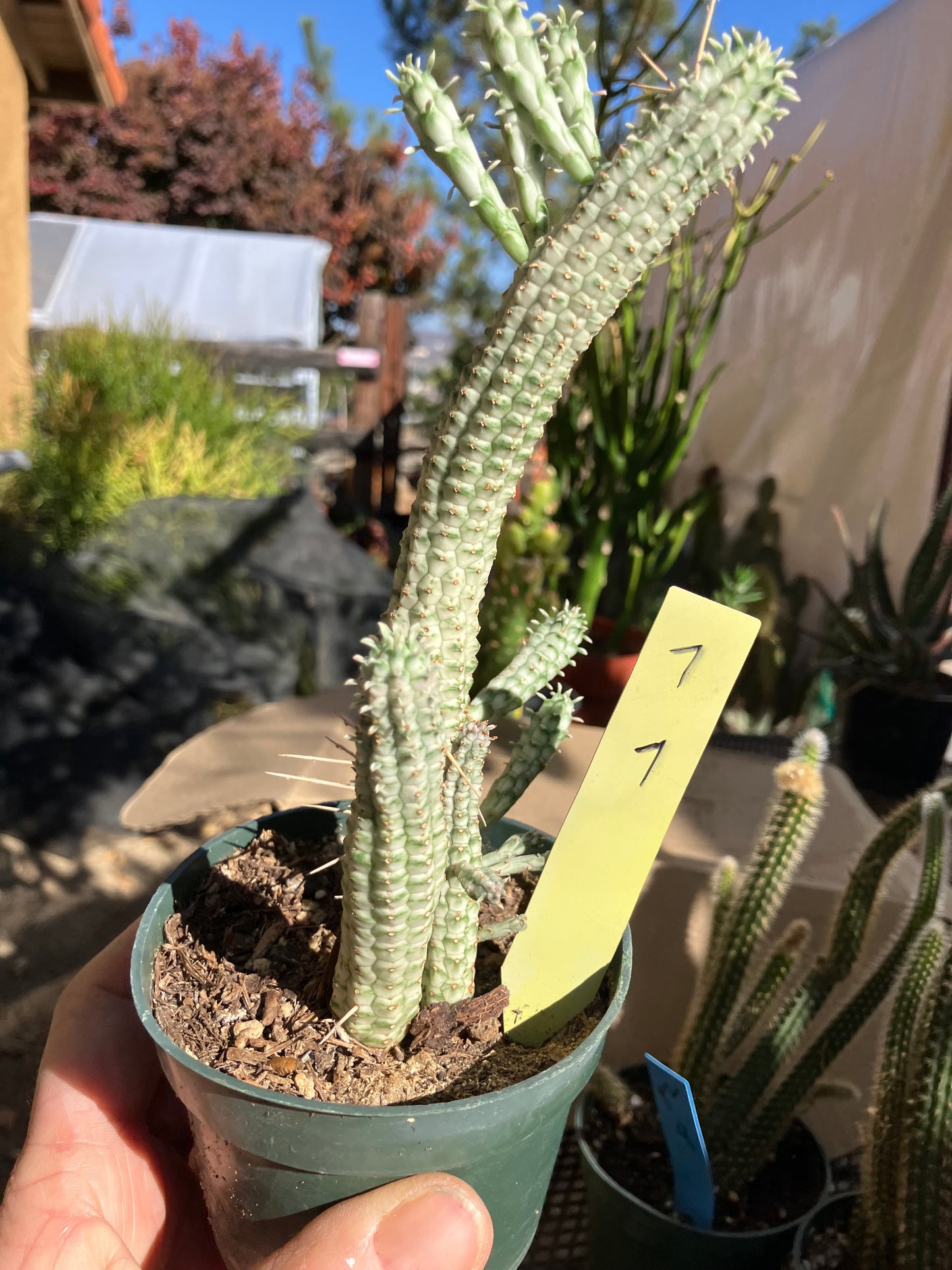 Euphorbia mammillarias variegata Corn Cob 7"Tall #7Y