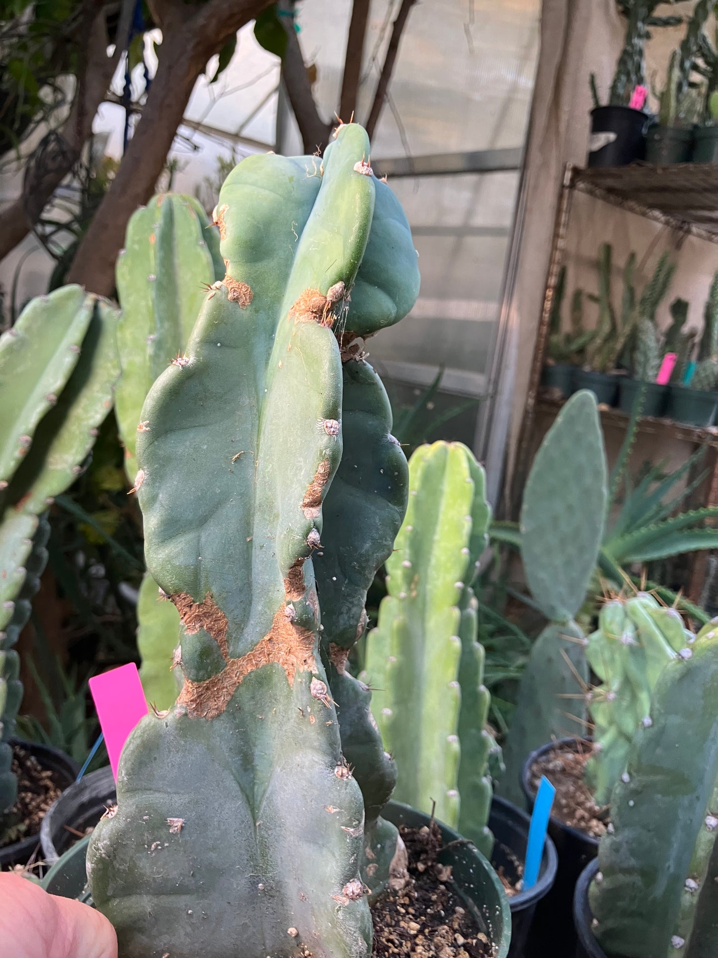 Cereus Peruvianus Night Blooming 11"Tall #010P