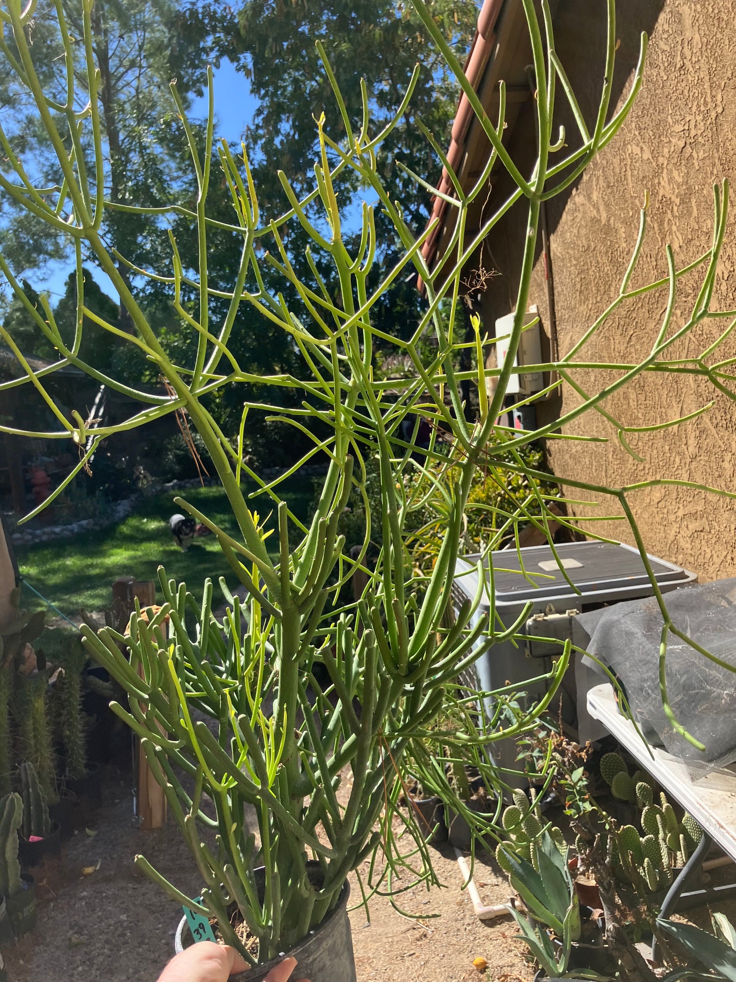 Euphorbia tirucalli Pencil Cactus/Succulent 39"Tall 23"Wide #10G