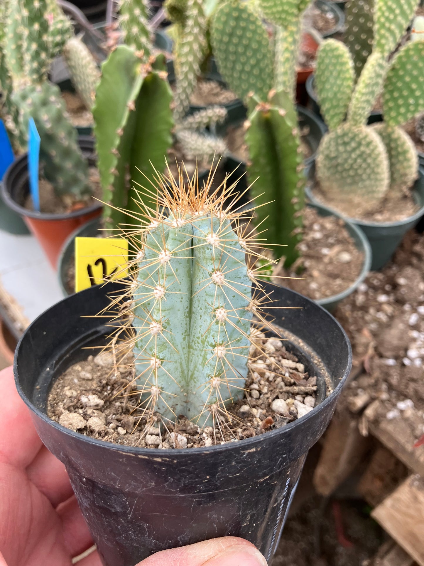 Pilosocereus Blue Azureus 2"Tall #12Y