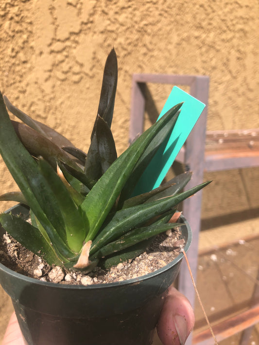 Gasteria nigricans monstrose 4" Wide #1G