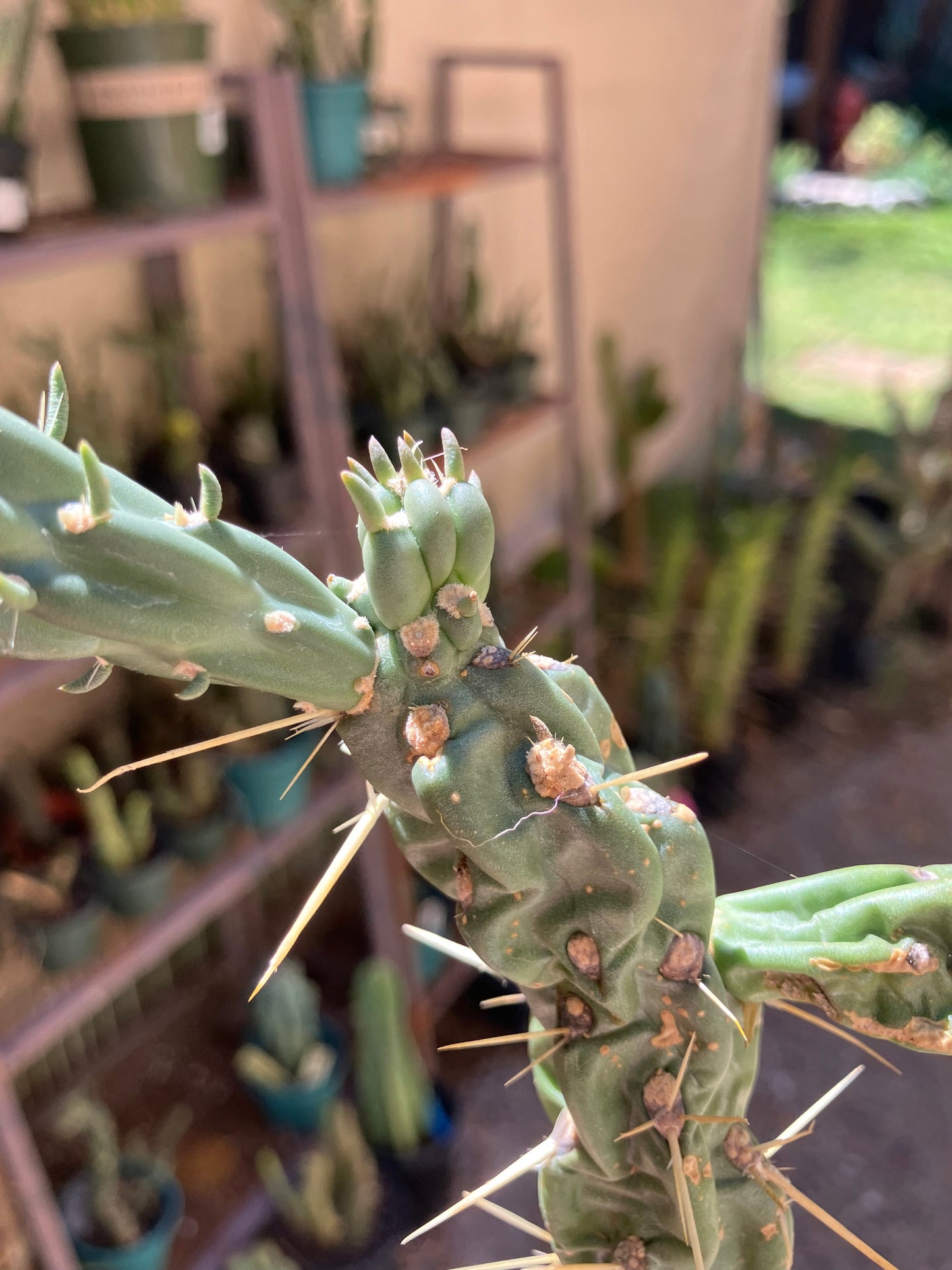 Cholla Cylindropuntia  Buckhorn  Cactus 10”Tall #47Y