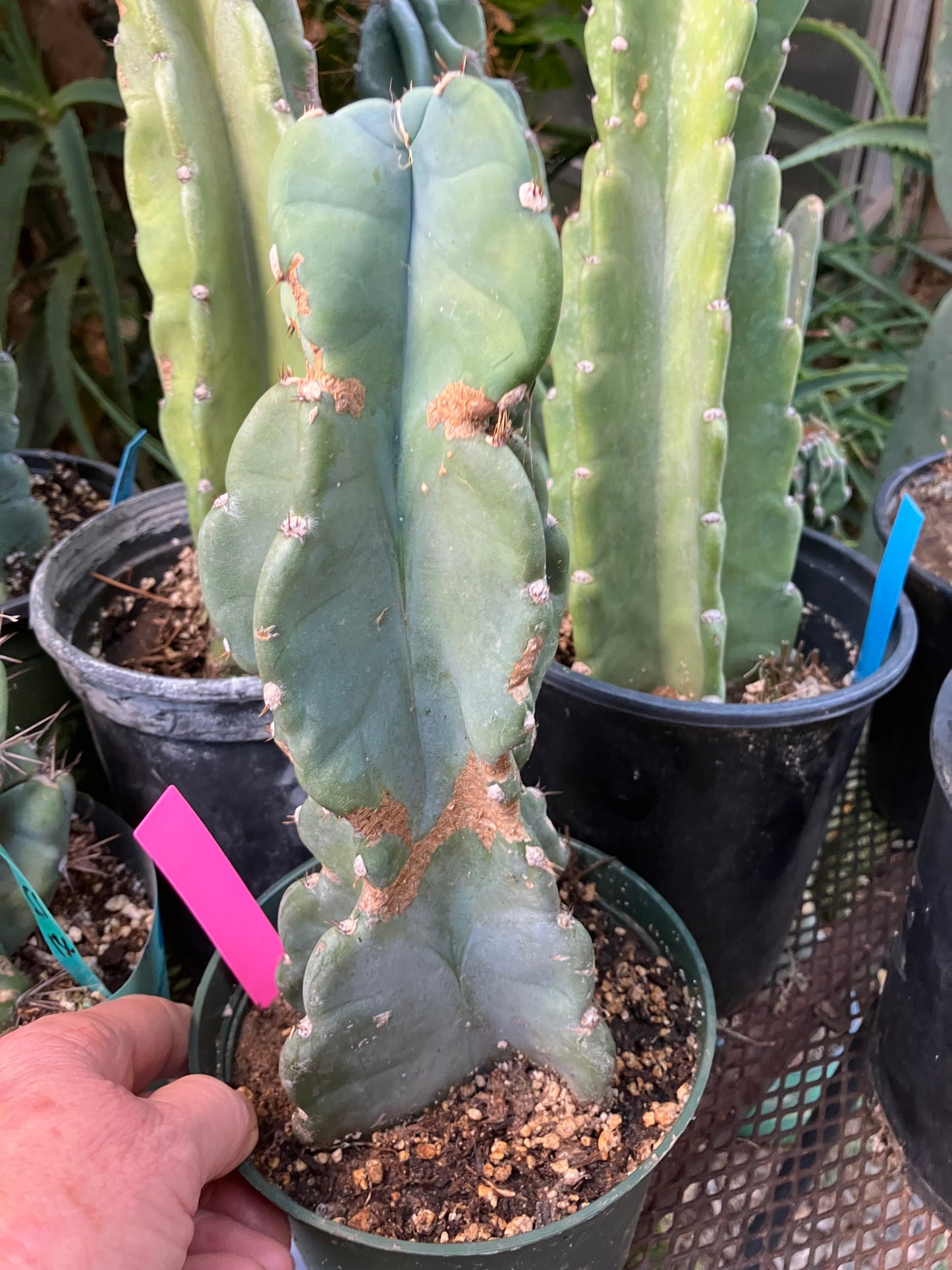 Cereus Peruvianus Night Blooming 11"Tall #010P