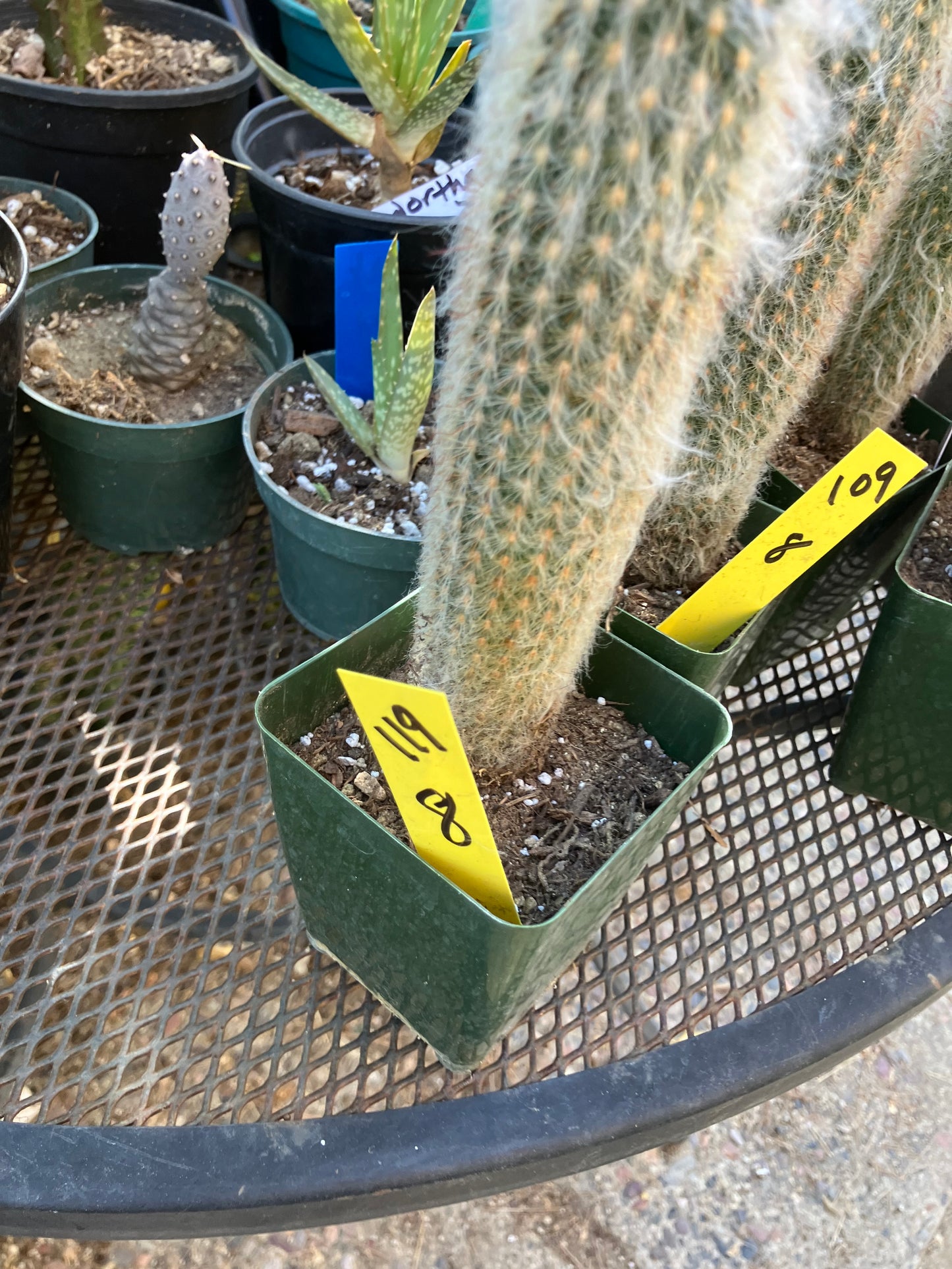 Austrocephalocereus dybowski cabega 8"Tall #119Y Torch