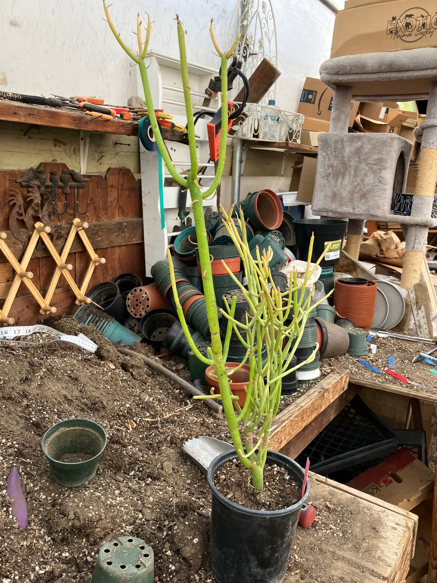 Euphorbia tirucalli Pencil Cactus/Succulent 27"Tall 12"Wide #10P