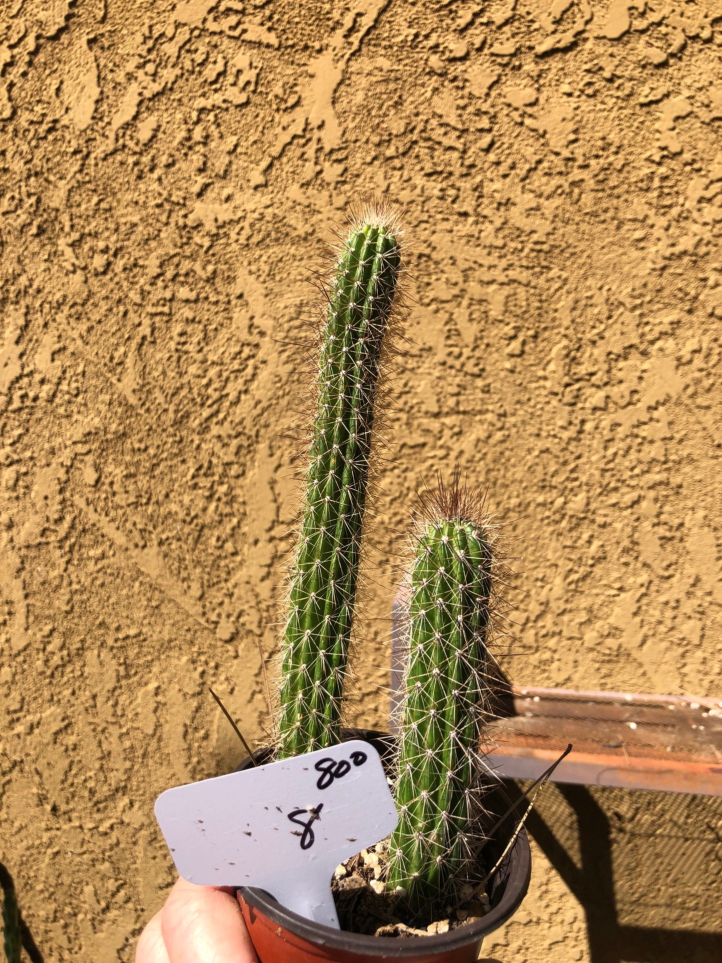 Echinocereus pensilis Snake Cactus Plant 8"Tall #80W
