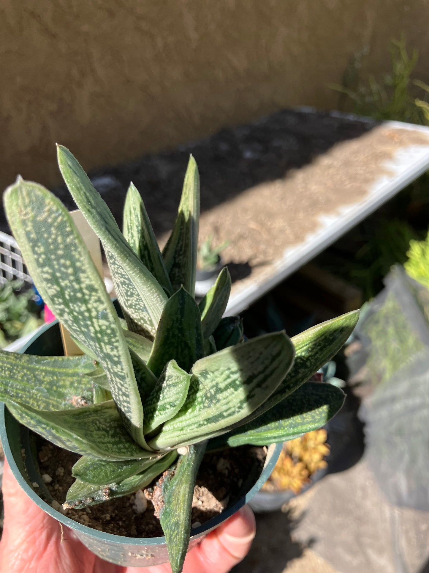 Gasteria Succulent Little Warty 4”Wide #4W