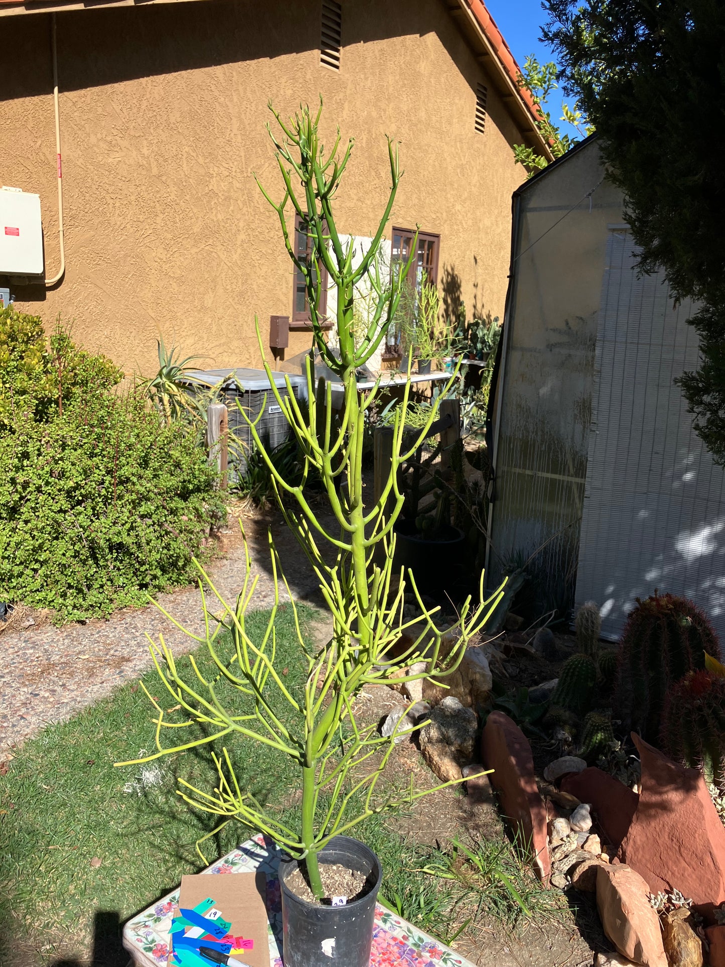 Euphorbia tirucalli Pencil Cactus/Succulent 46"Tall 20"Wide #29W