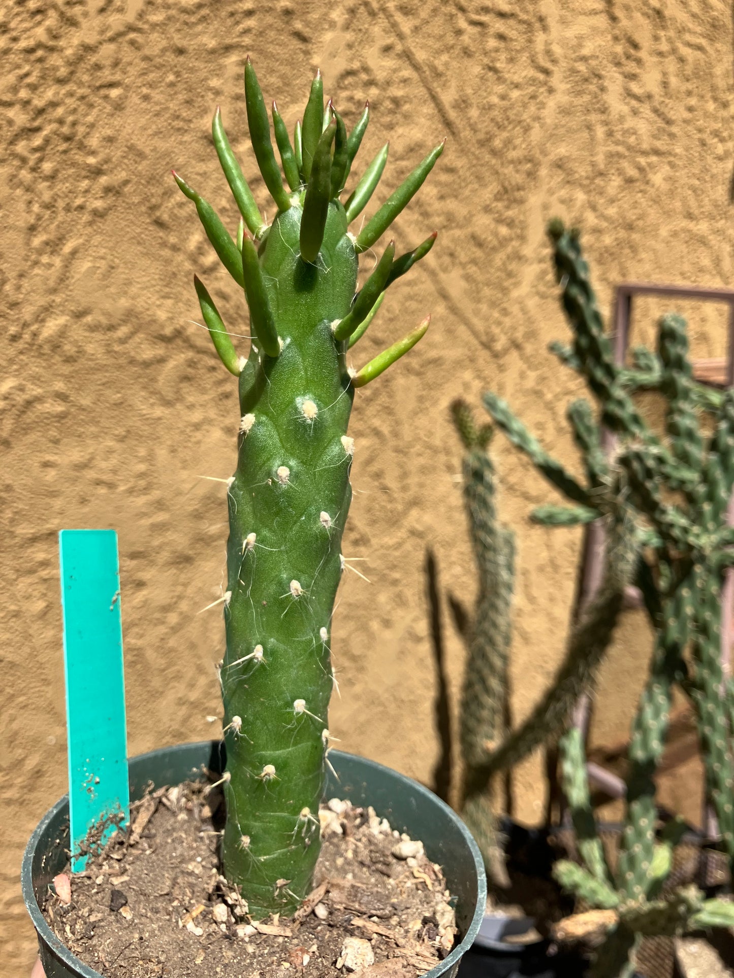 Austrocylindropuntia Full Size Eve's Needle 6"Tall #2G